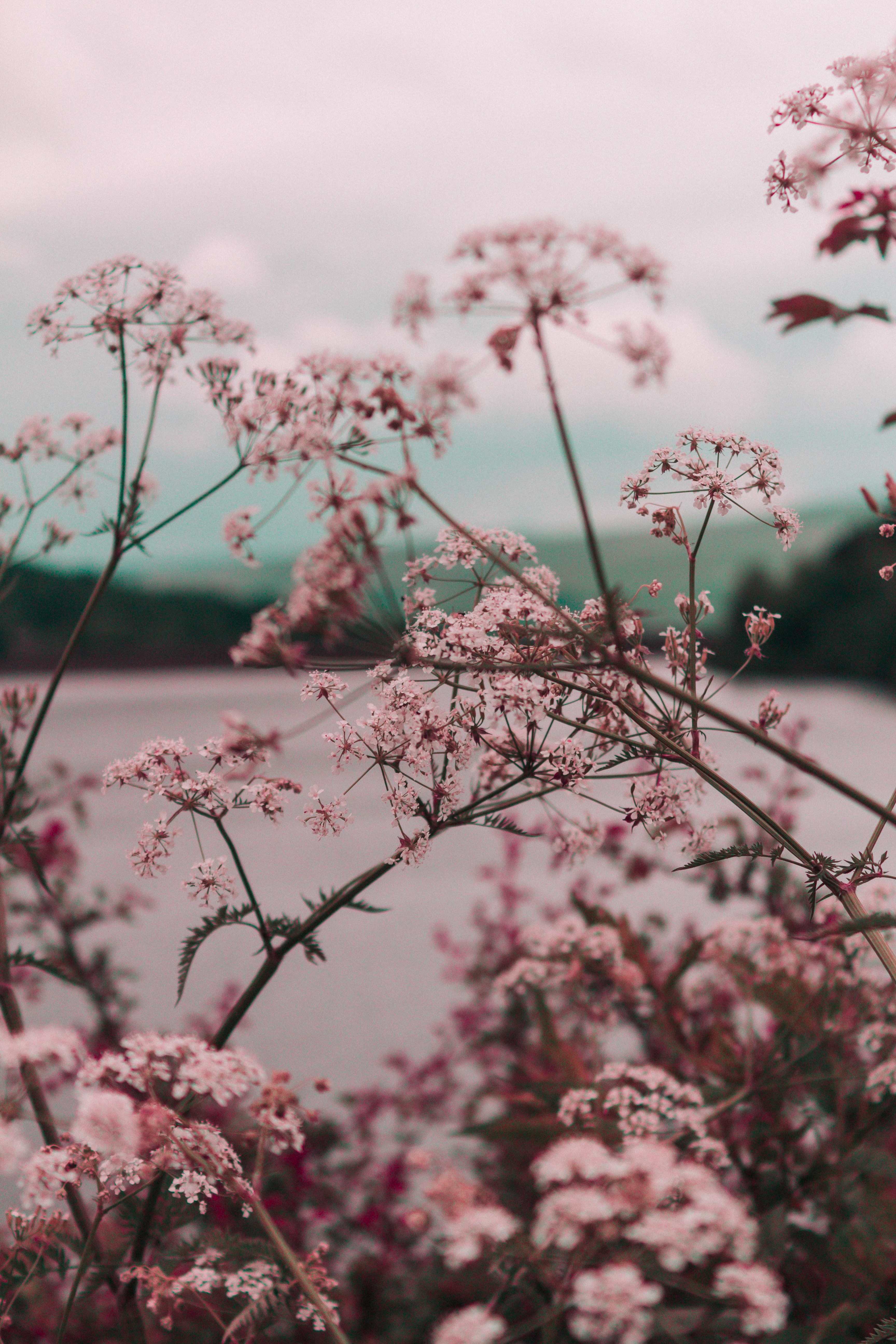 Wallpaper / a canopy of light pink flowers on long branches over a lake, isolated beauty 4k wallpaper free download