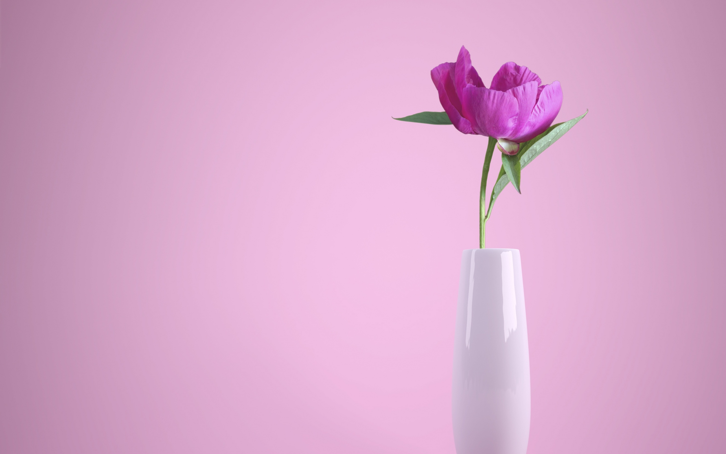 Pink flower Wallpaper 4K, Flower vase, Baby pink