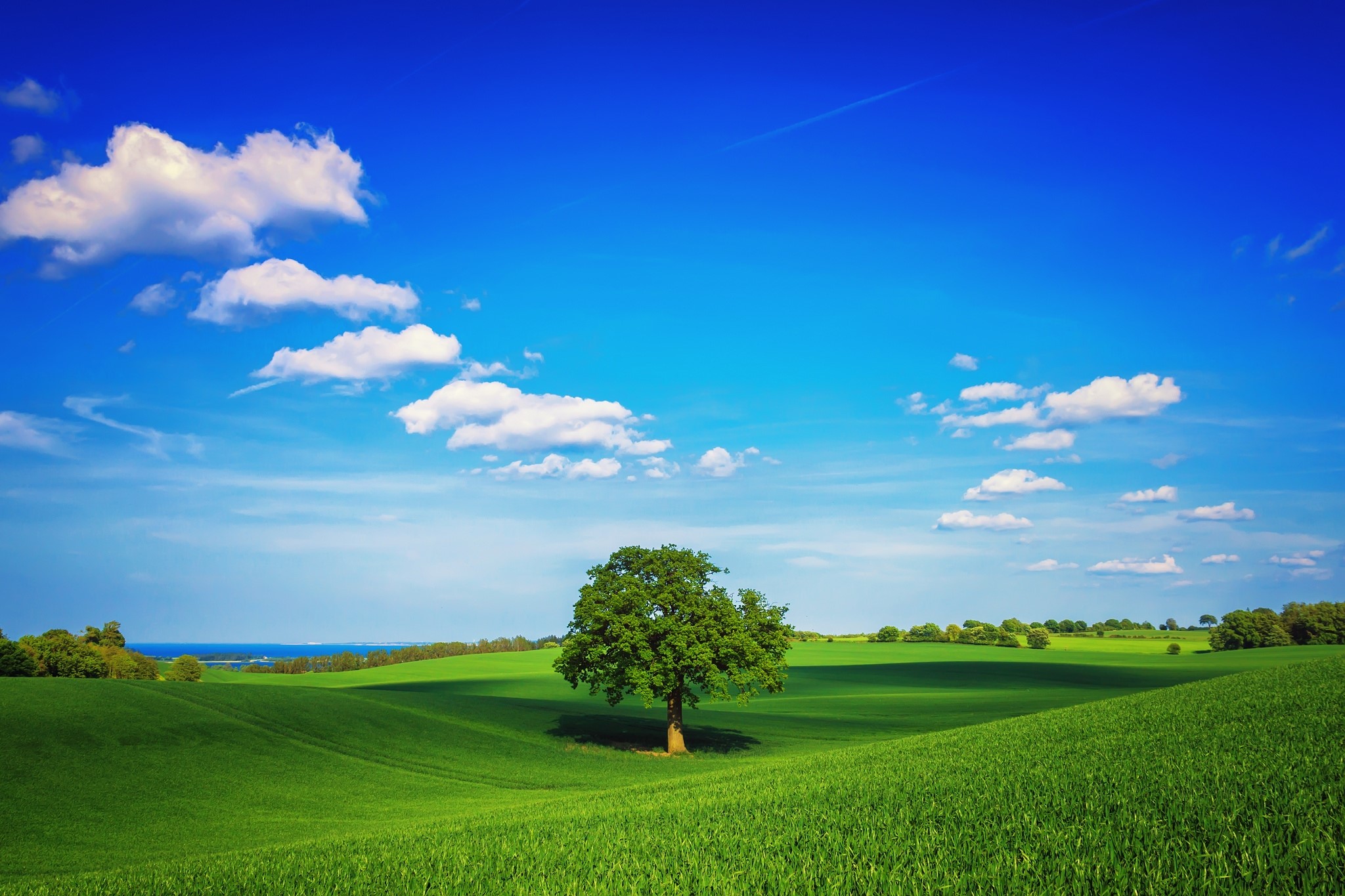 Tree, Field, Plain, Green, Sky, Lonely, Day, Summer Gallery HD Wallpaper