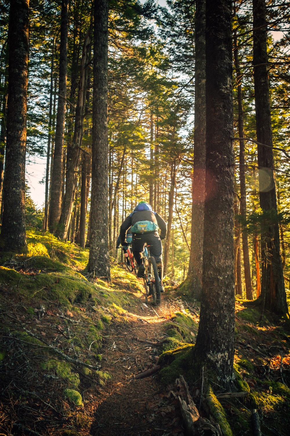 Bike Forest Picture. Download Free Image