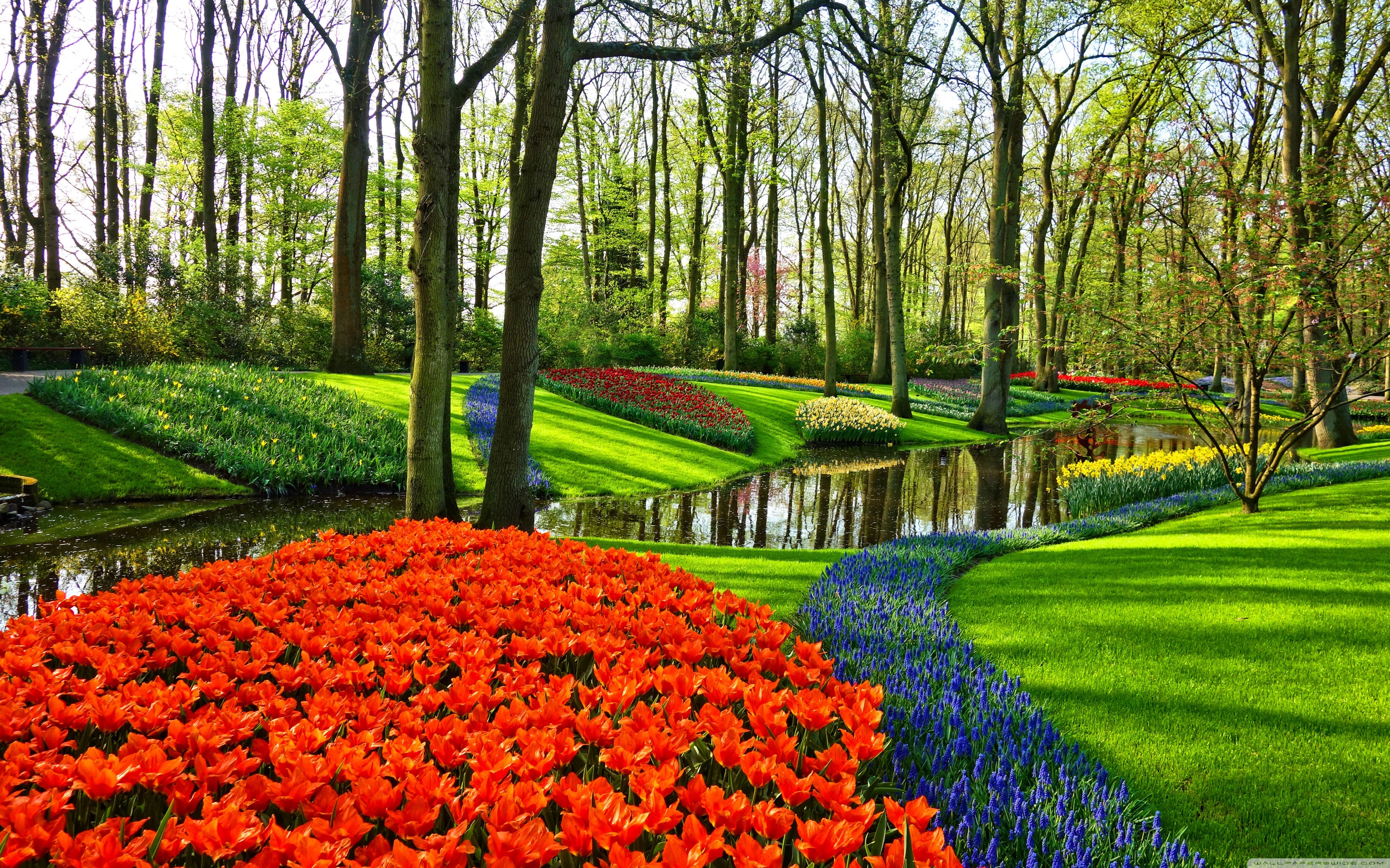 Free download Famous Tulip Garden in Holland 4K HD Desktop Wallpaper for 4K [3840x2400] for your Desktop, Mobile & Tablet. Explore Wallpaper Garden. Flower Garden Wallpaper, Garden Desktop Wallpaper