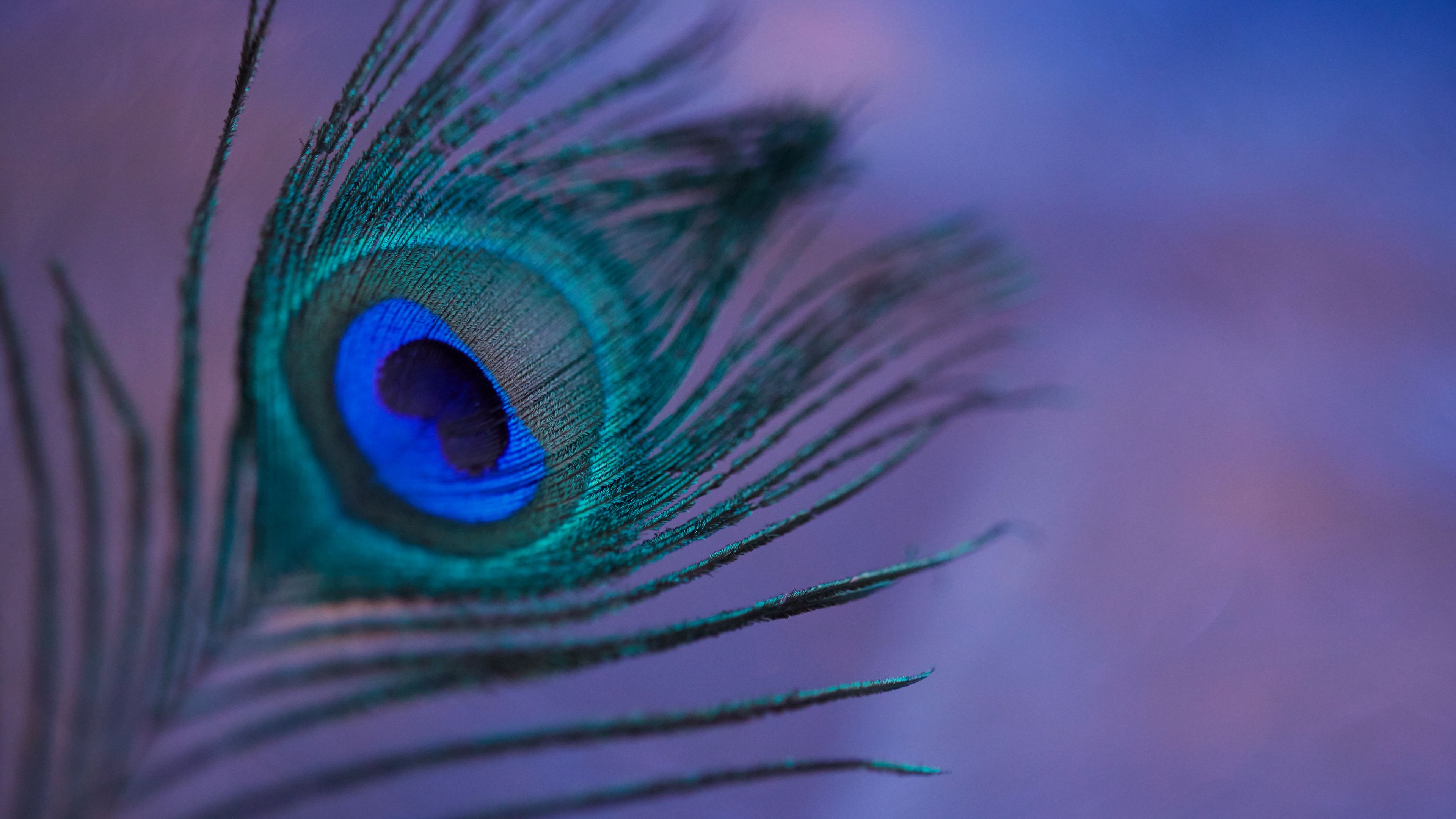Download wallpaper 3840x2160 peacock