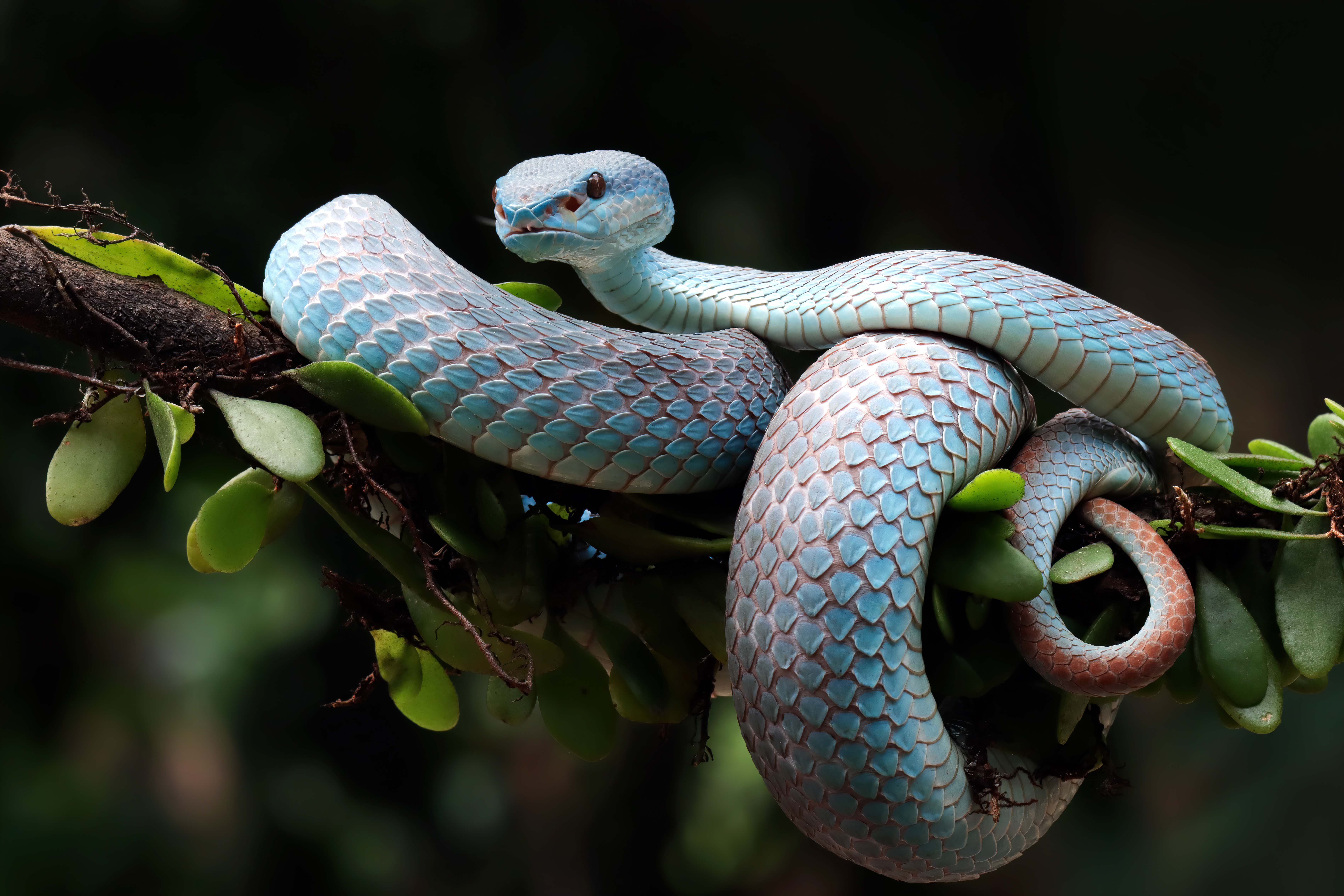 Animals Reptilien Ball Pythons Python Of Bruma Colored Snake With Yellow  And White 4k Ultra Hd Tv Wallpaper For Desktop Laptop Tablet And Mobile  Phones 3840x2400 : Wallpapers13.com