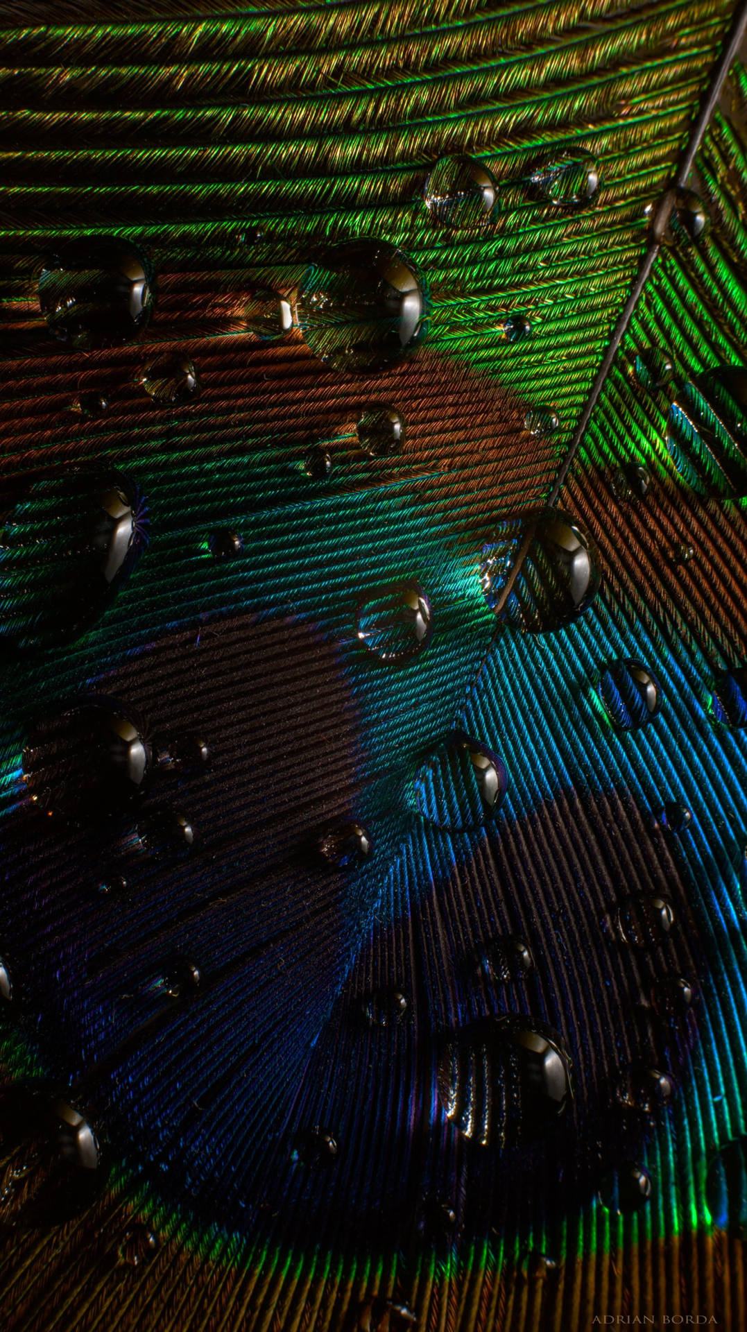 Download Stunning iPhone Wallpaper Featuring a Peacock Feather in Rain Wallpaper