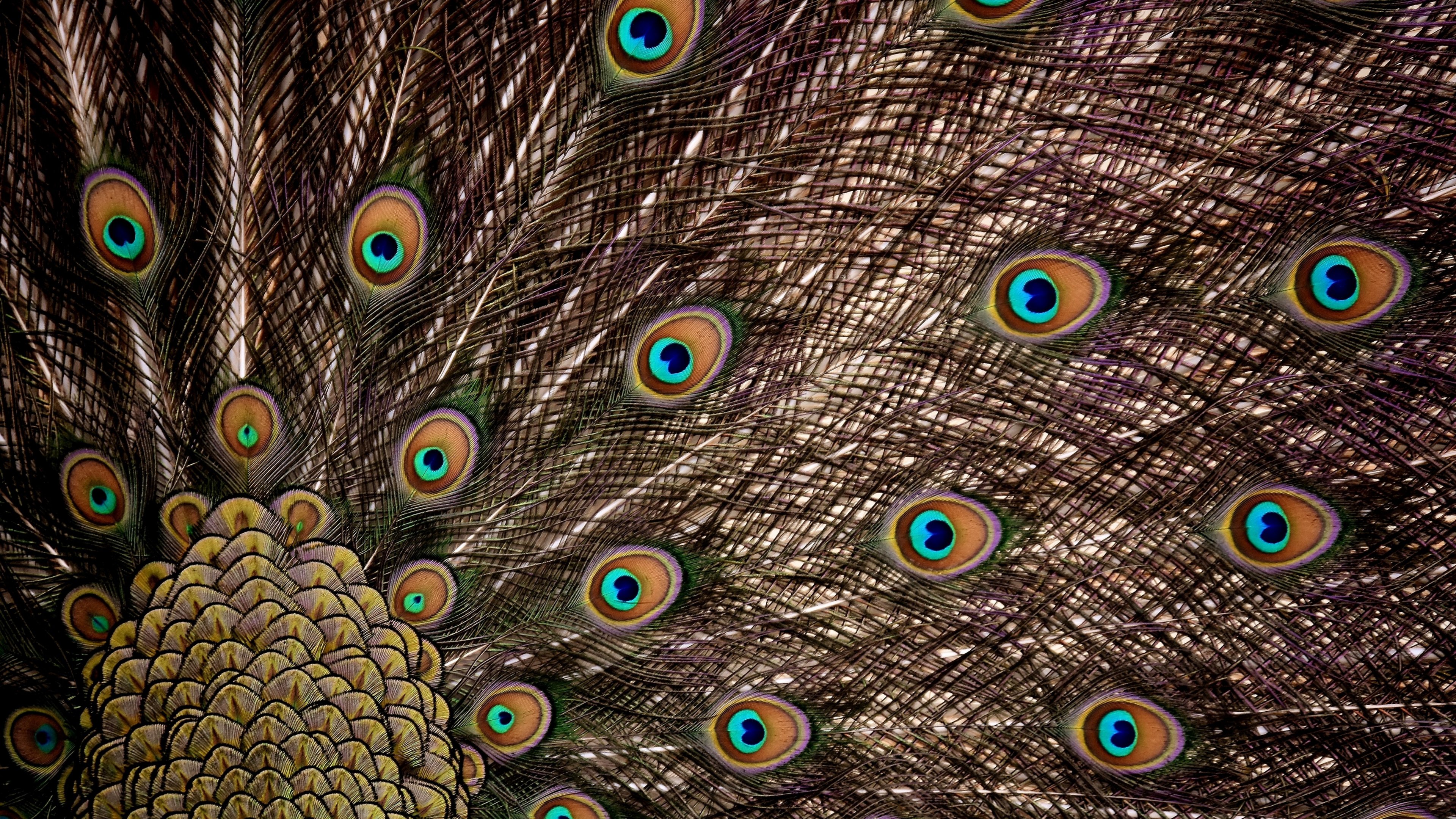 Download wallpaper 3840x2160 peacock, feathers, dance, plumage 4k wallpaper, uhd wallpaper, 16:9 widescreen 3840x2160 HD background, 1516