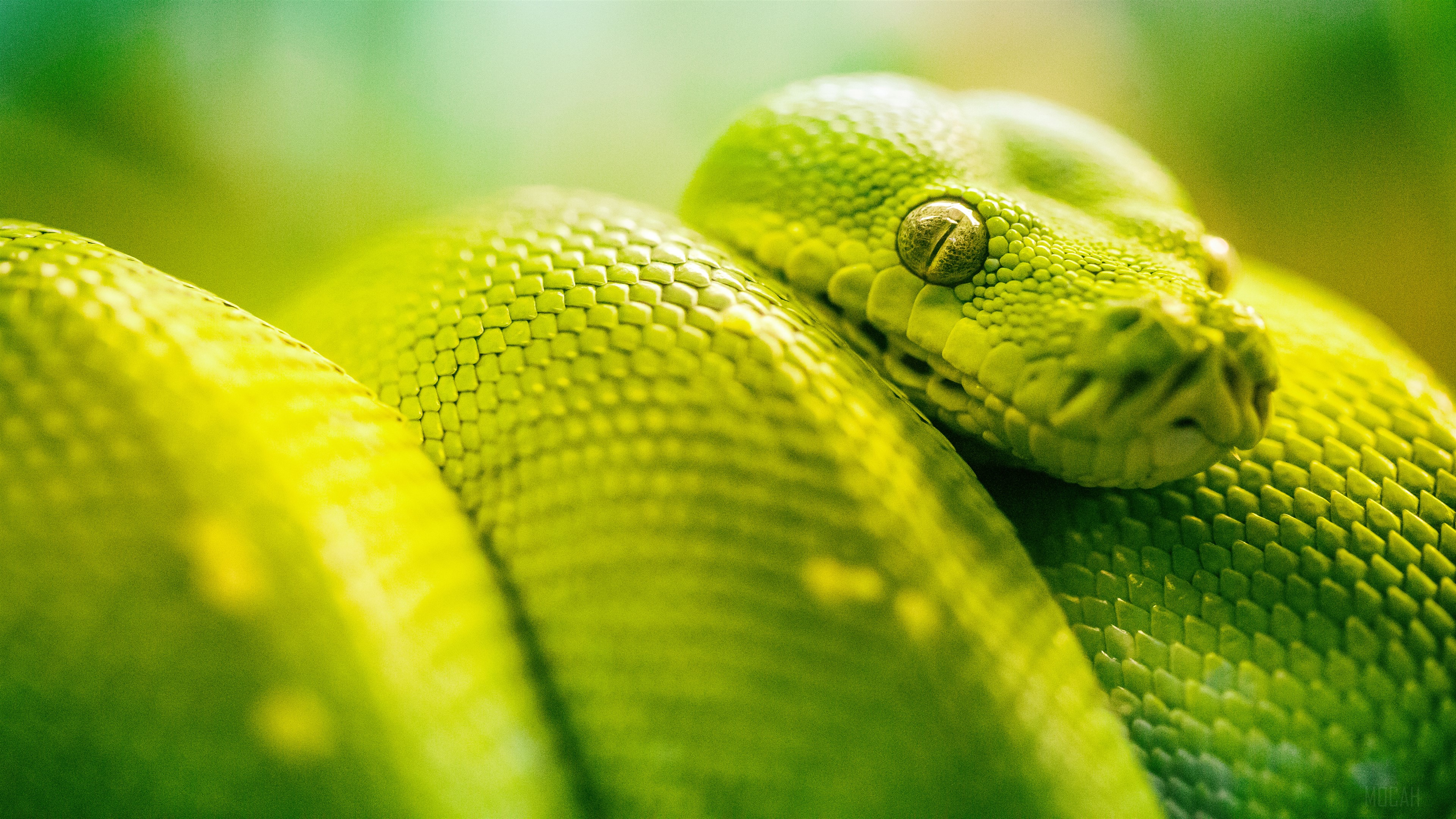 Boa Green Snake 4k Gallery HD Wallpaper