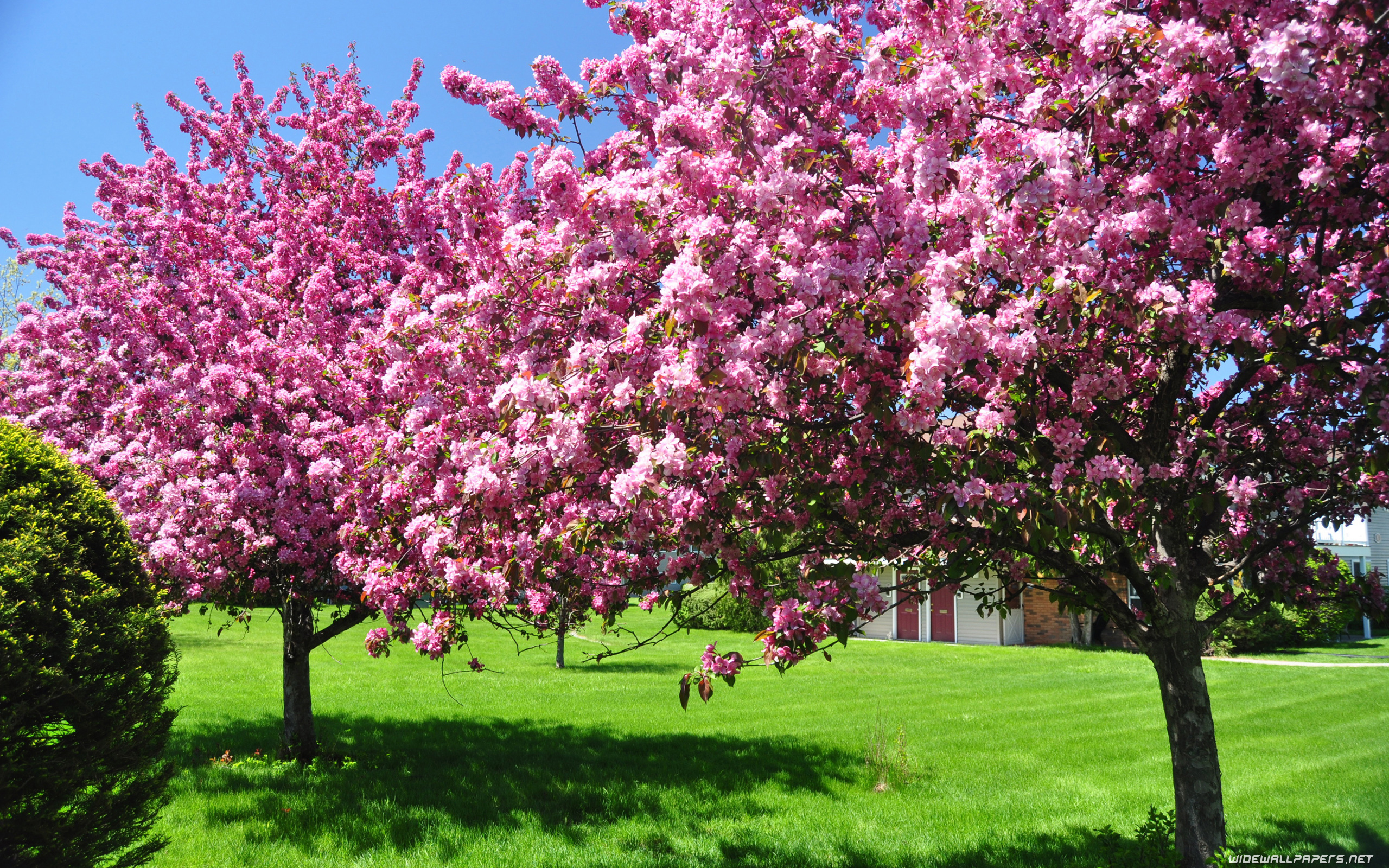 Garden desktop wallpaper 4K Ultra HD