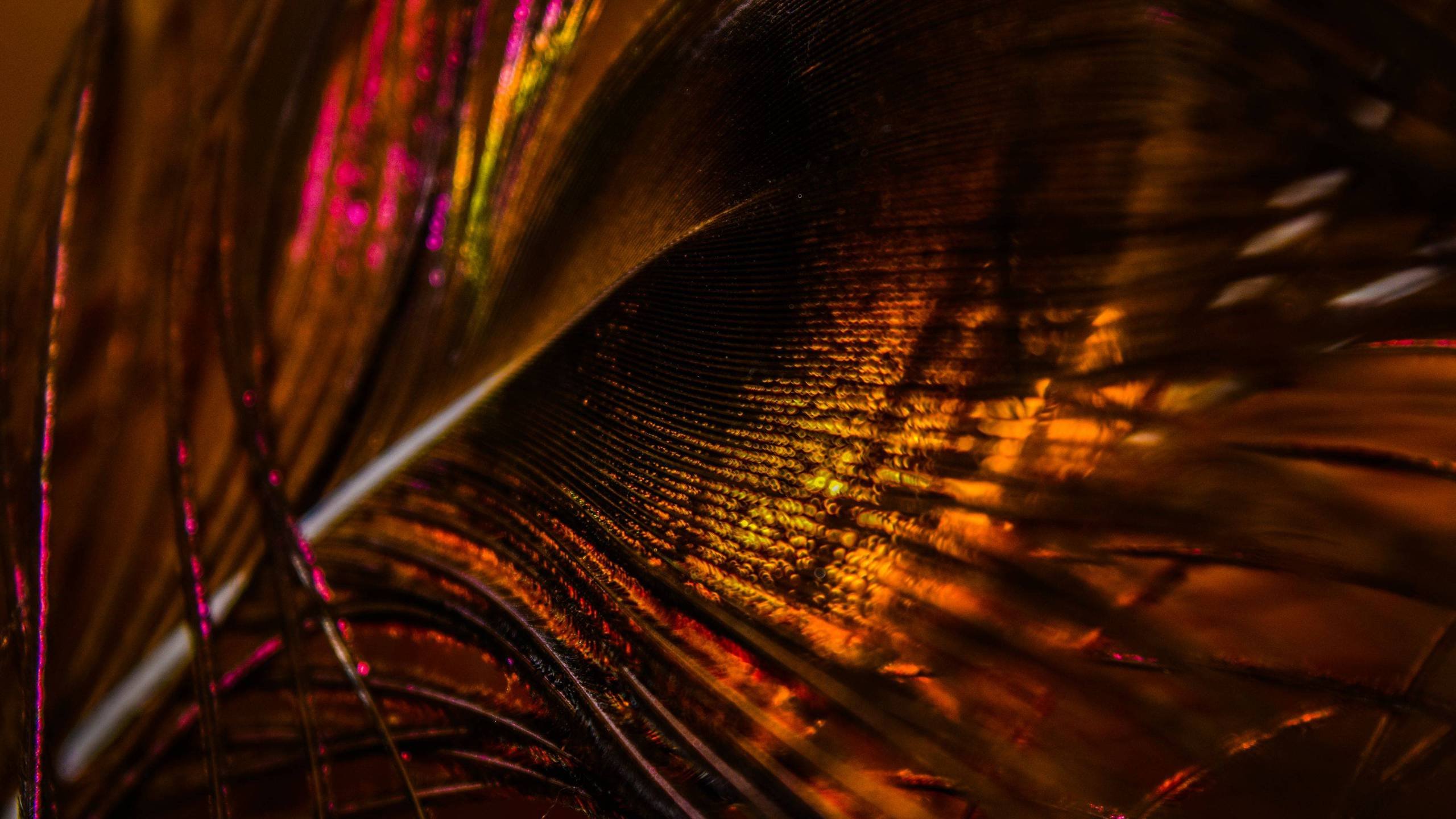 Feather 4K wallpaper for your desktop or mobile screen free and easy to download