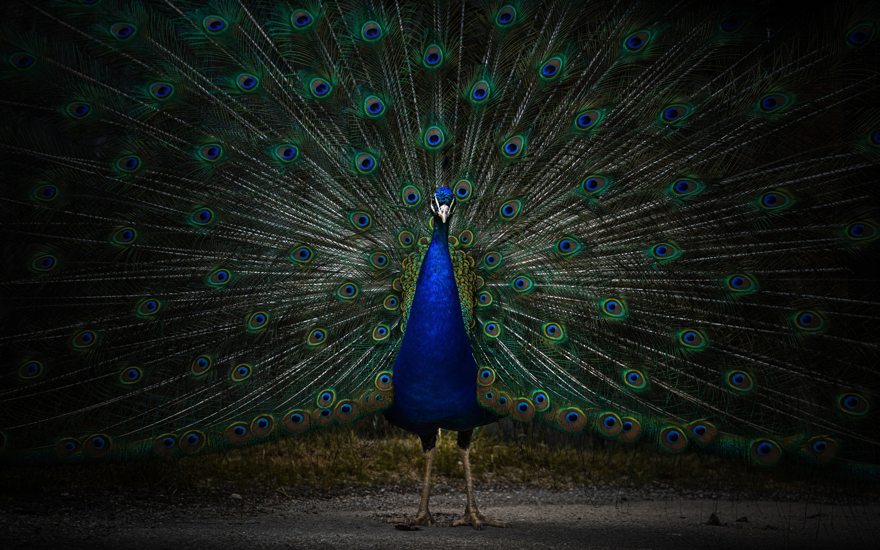 Peacock Wallpaper 4K, Peafowl, Zoo, Dark, 5K