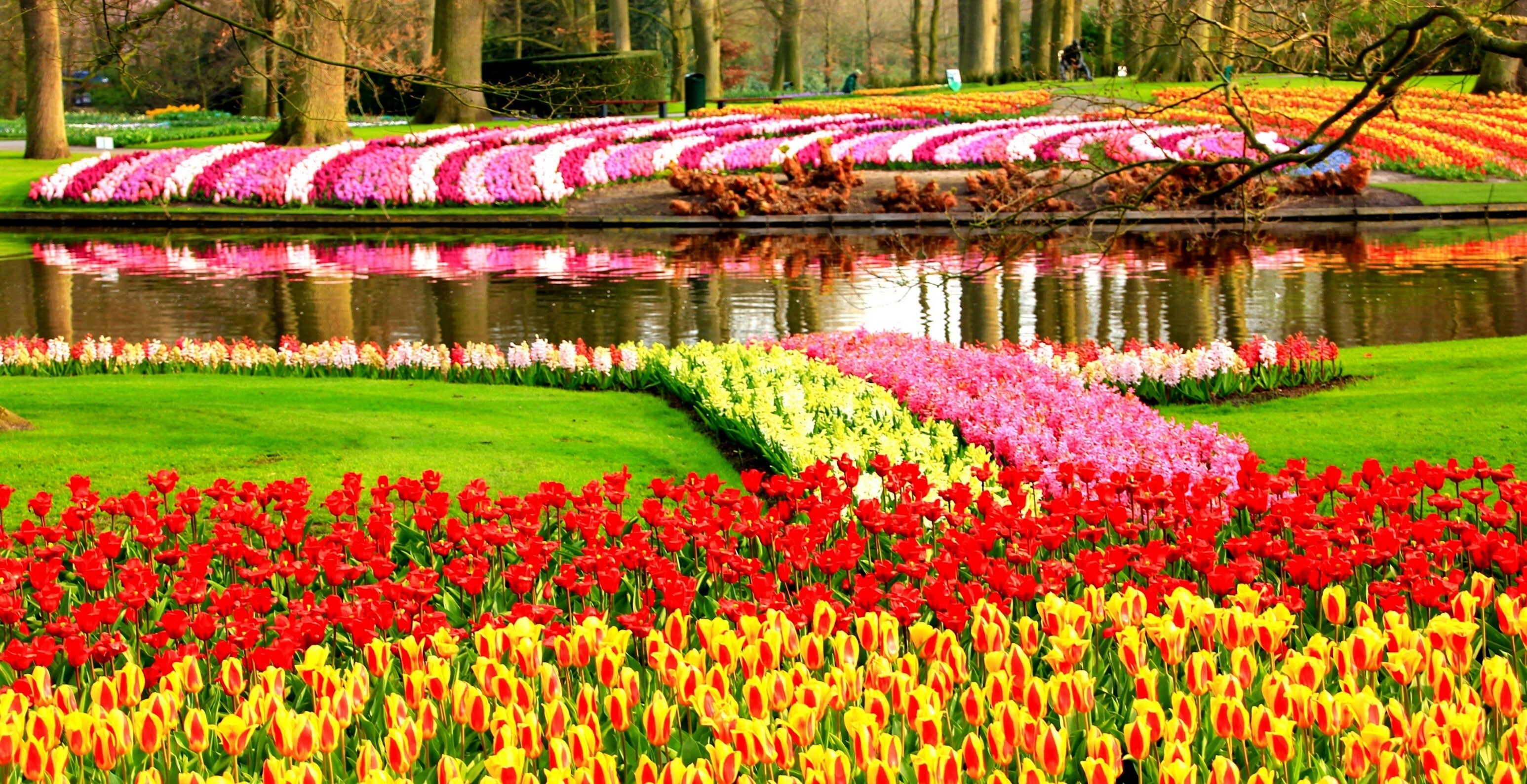 Keukenhof Flower Garden in Lisse City Netherland Wallpaper