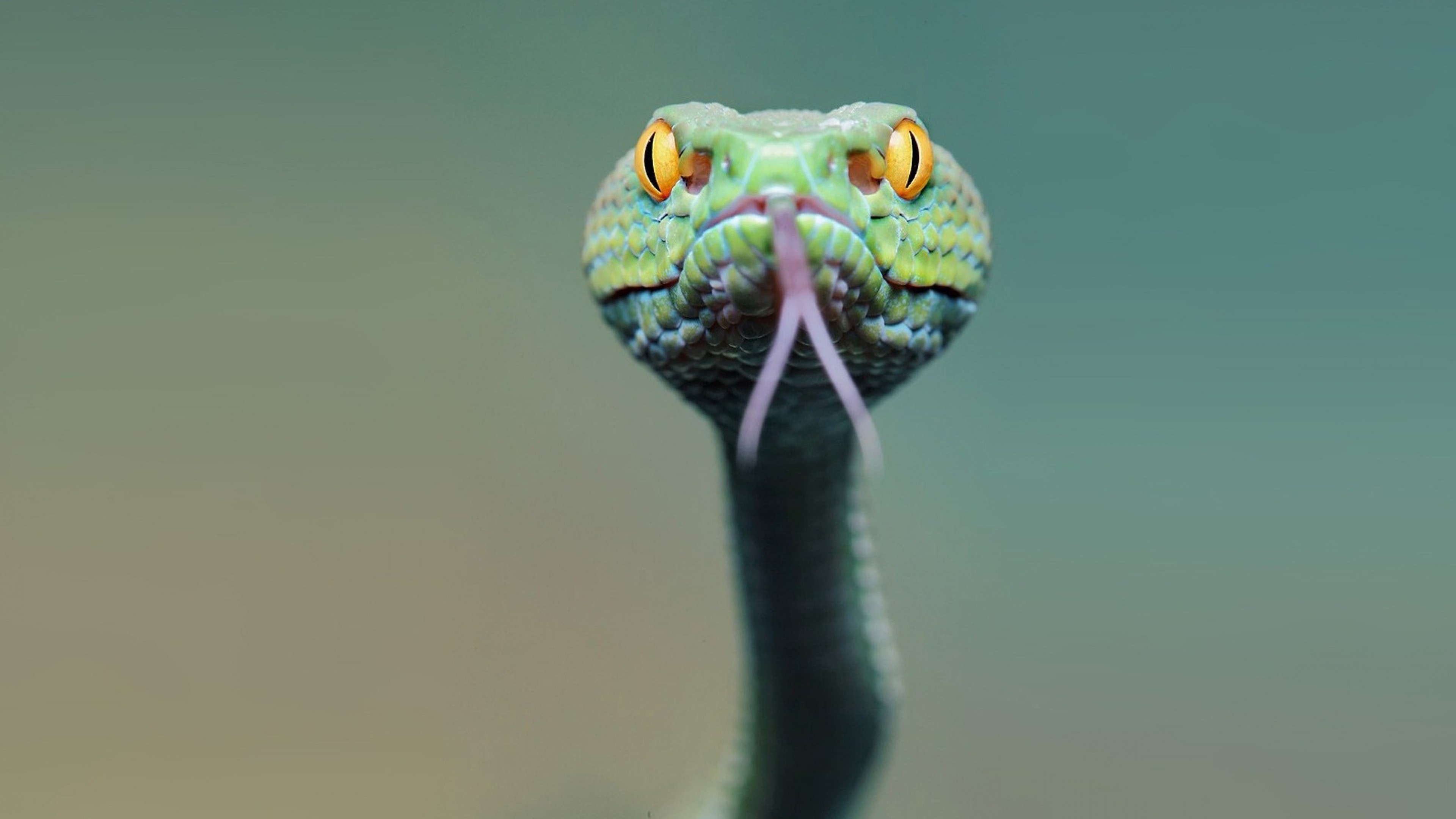Wallpaper snake, green, 4k, Animals