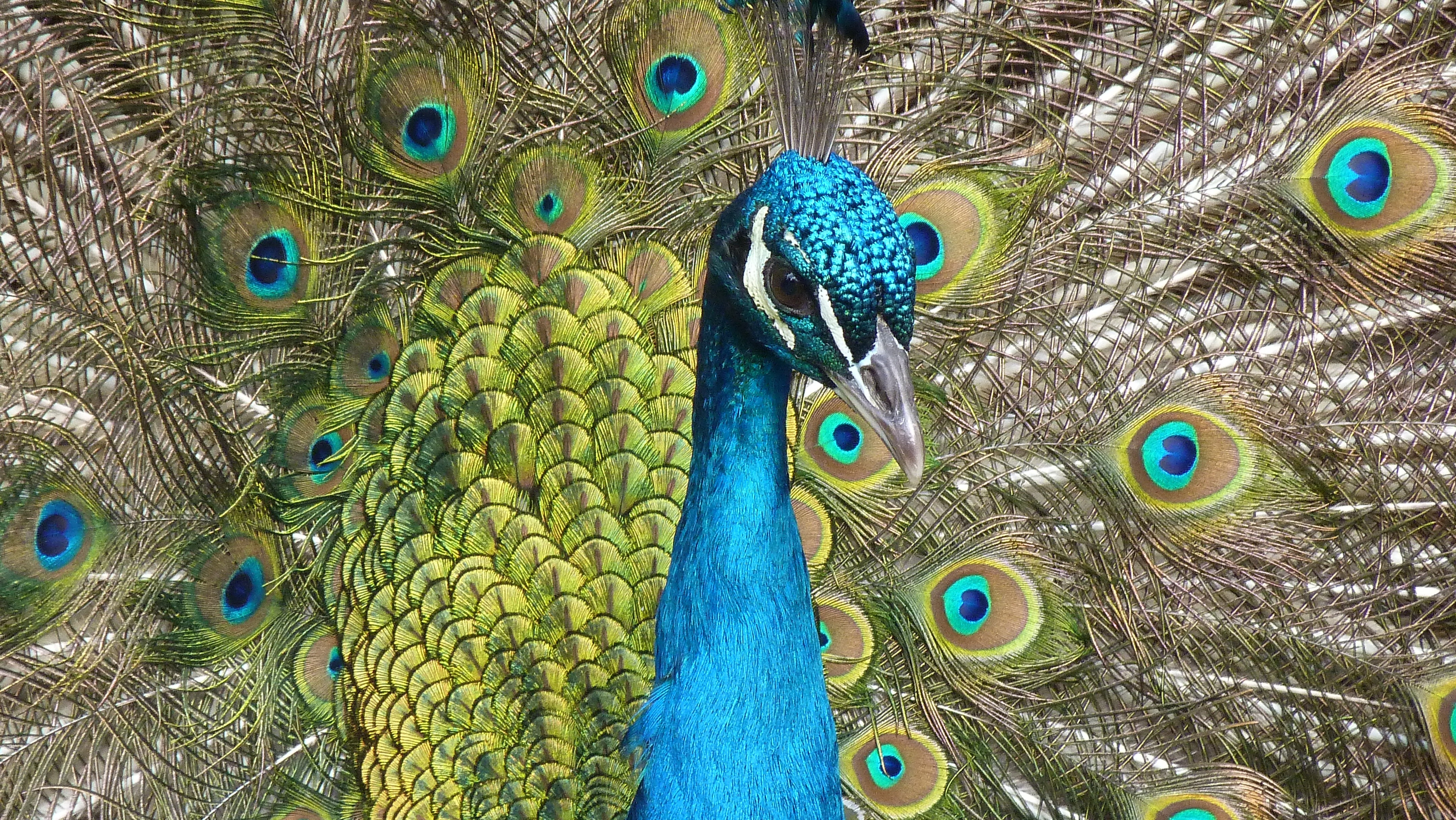 Peacock Feather Photo, Download The BEST Free Peacock Feather & HD Image