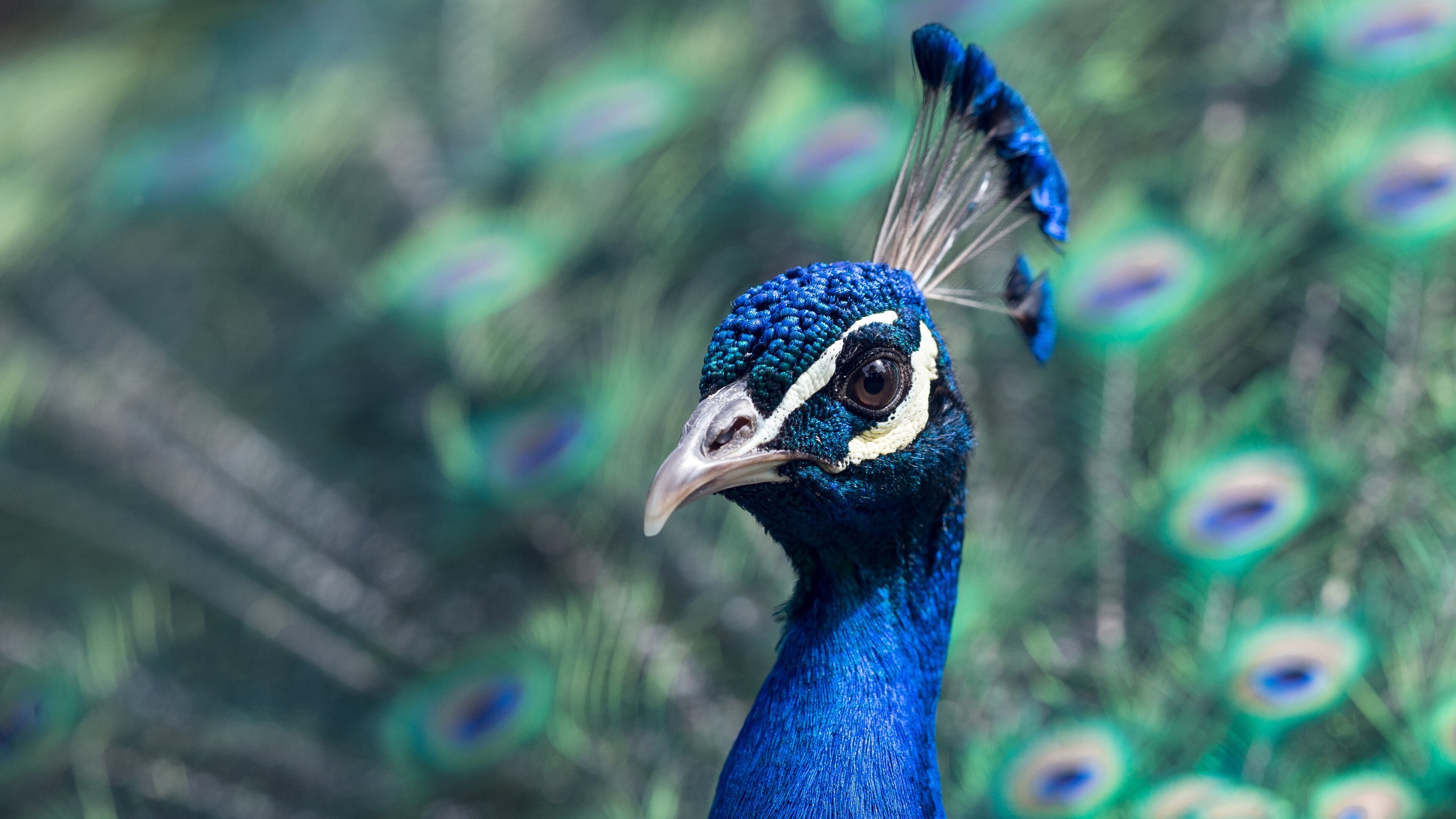 Sleek Peacock With Blue and Green Feathers 4K Wallpaper