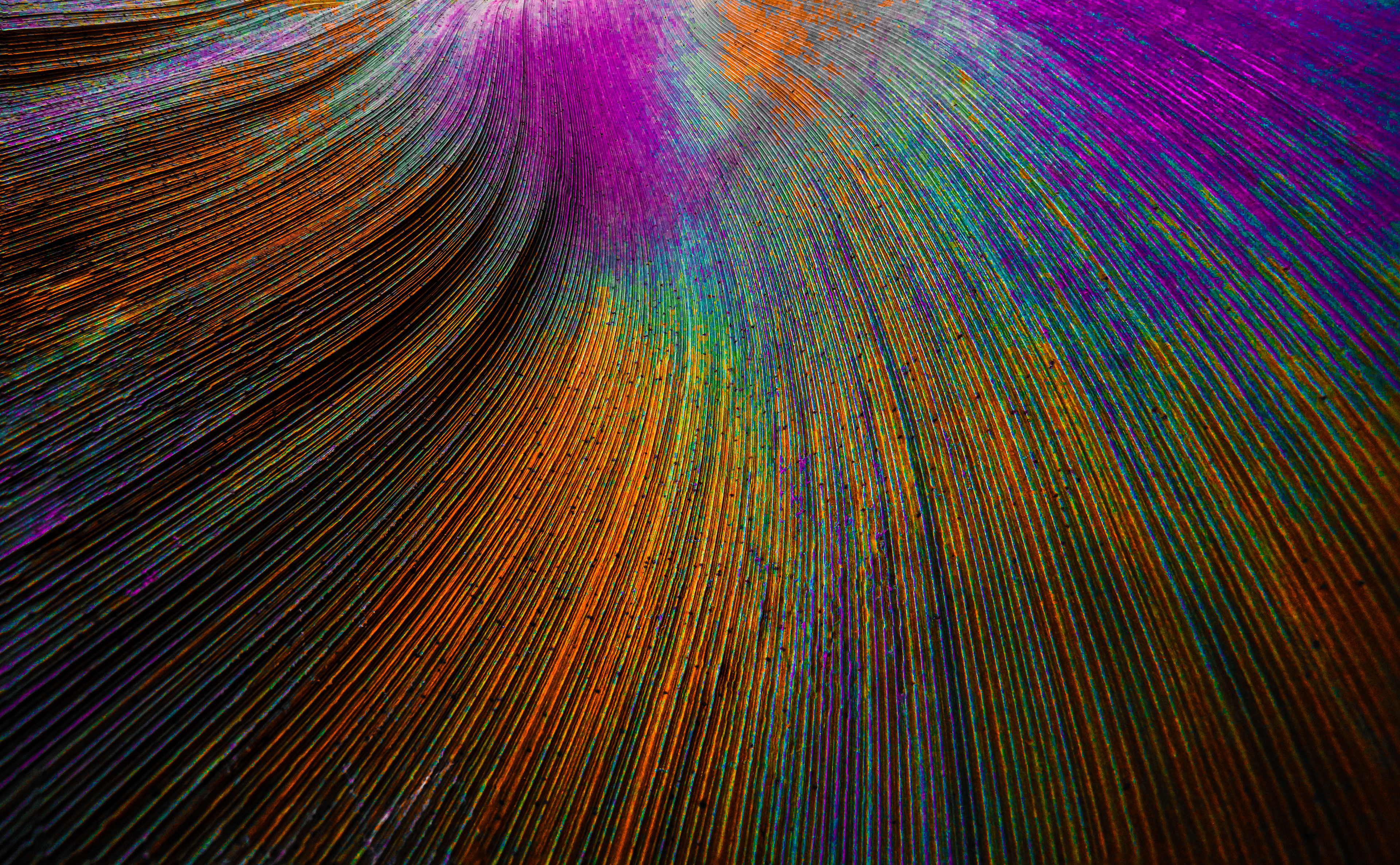 Peacock feather Wallpaper 4K, Curved lines, Colorful
