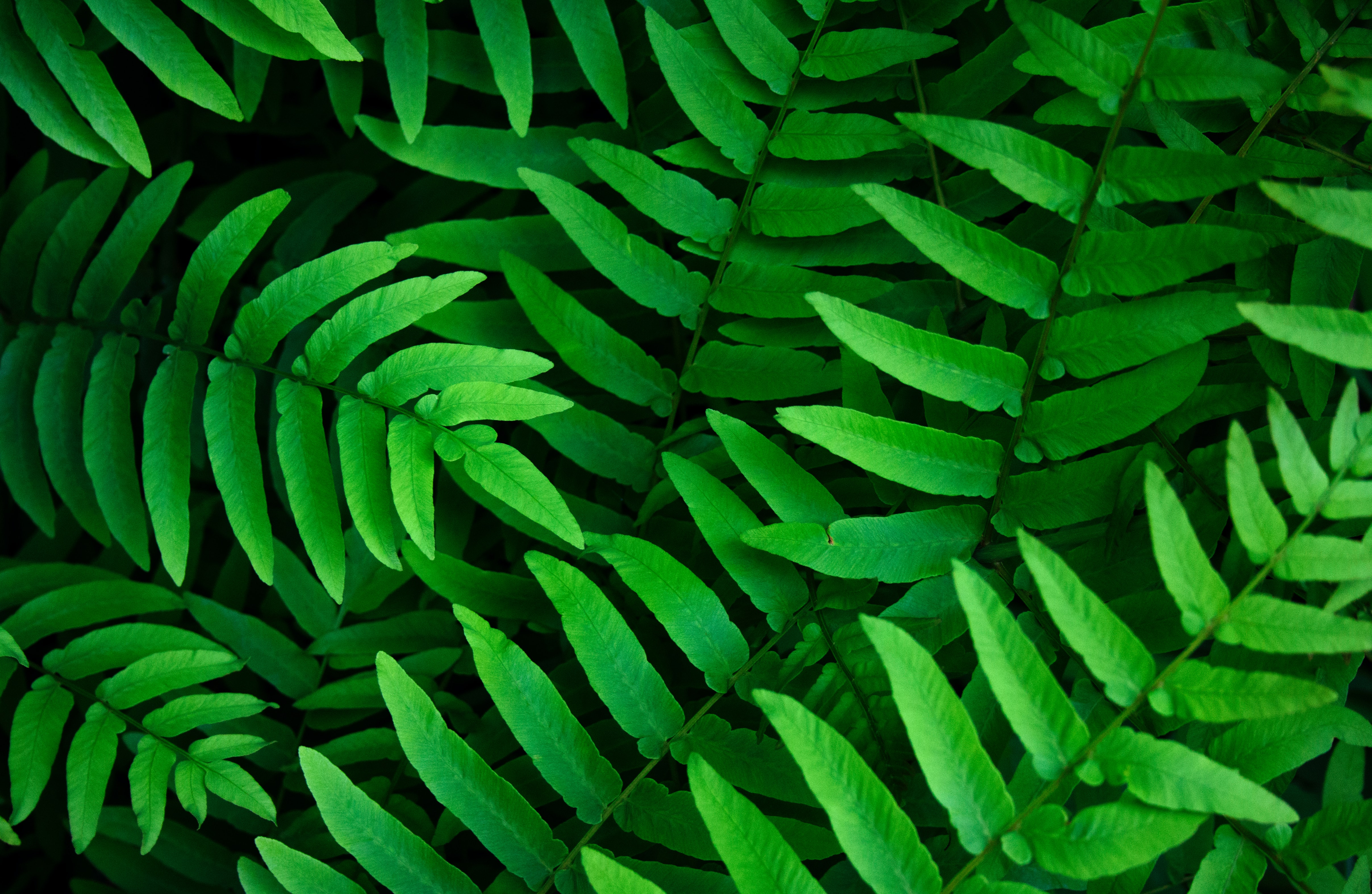 Green leaves Wallpaper 4K, Ferns, Leaf Background, Spring