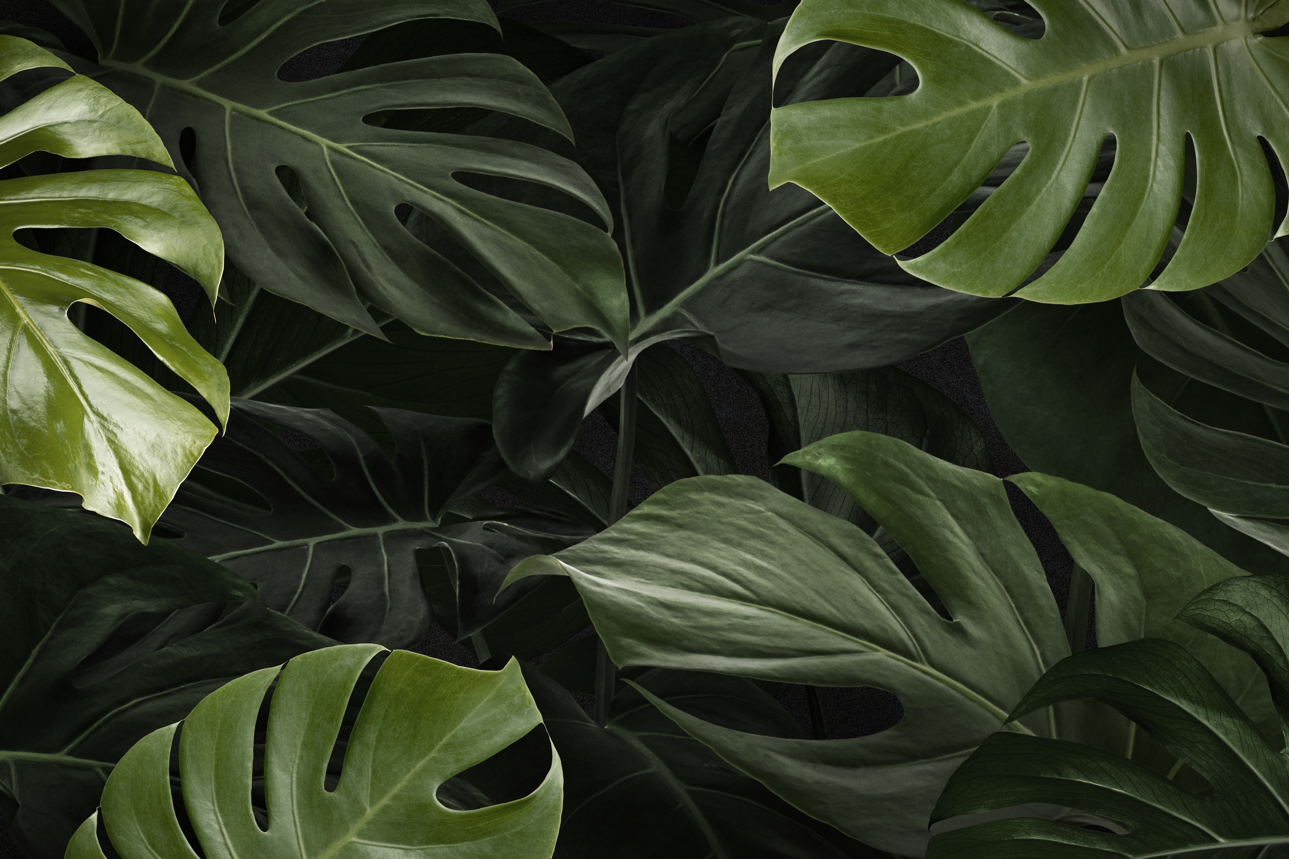 Monstera Leaves Nature Background Wallpaper for PC 4K