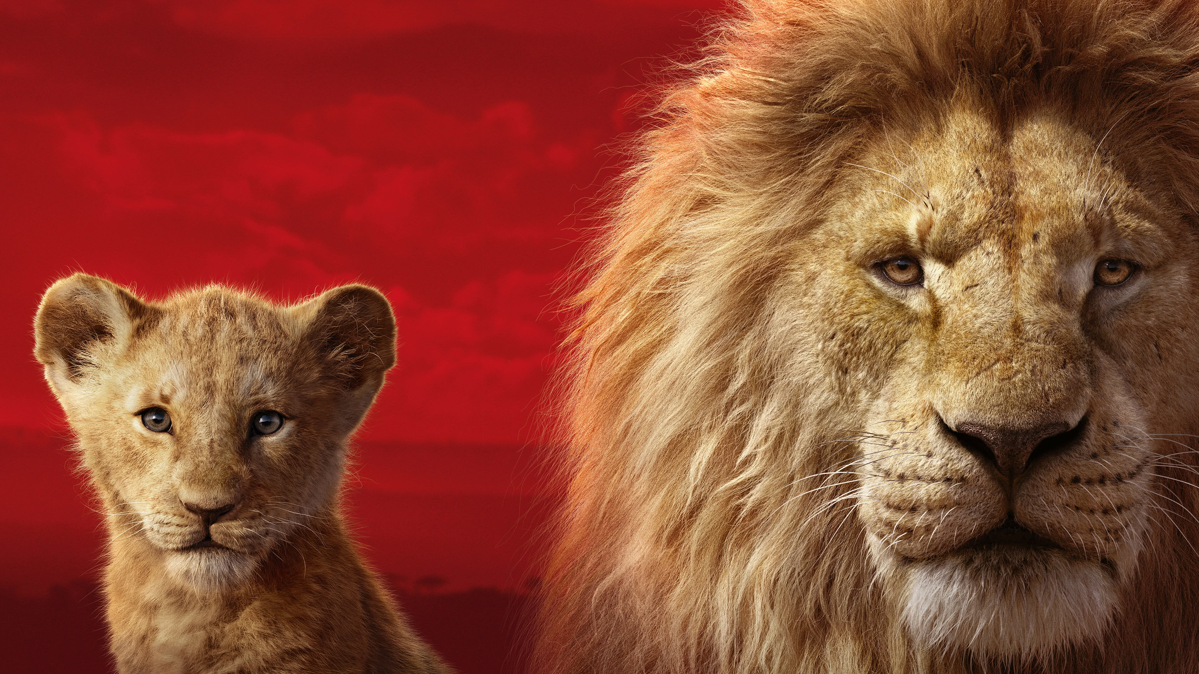 Lion King 2019 Simba Mufasa UHD 4K Wallpaper