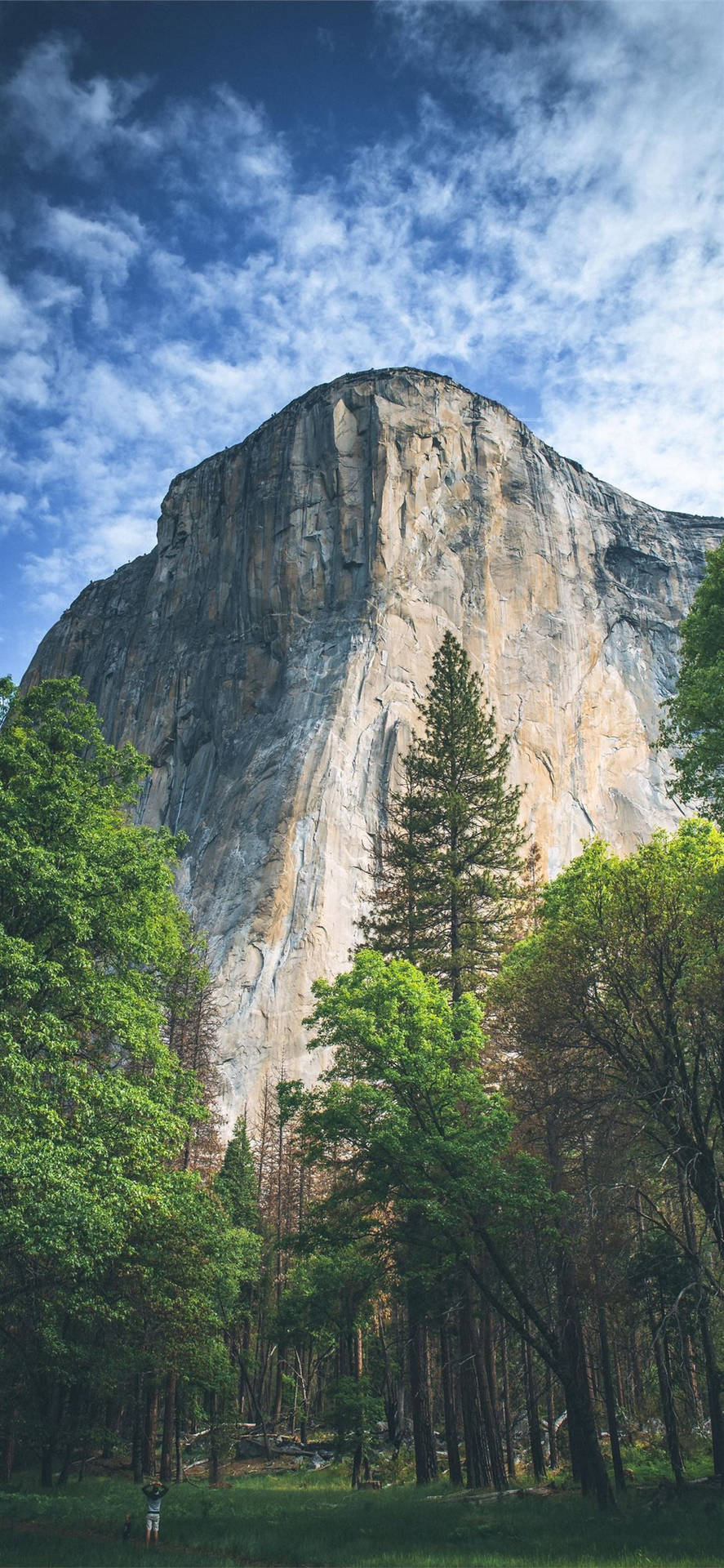 Download Incense Cedars At Yosemite IPhone Wallpaper