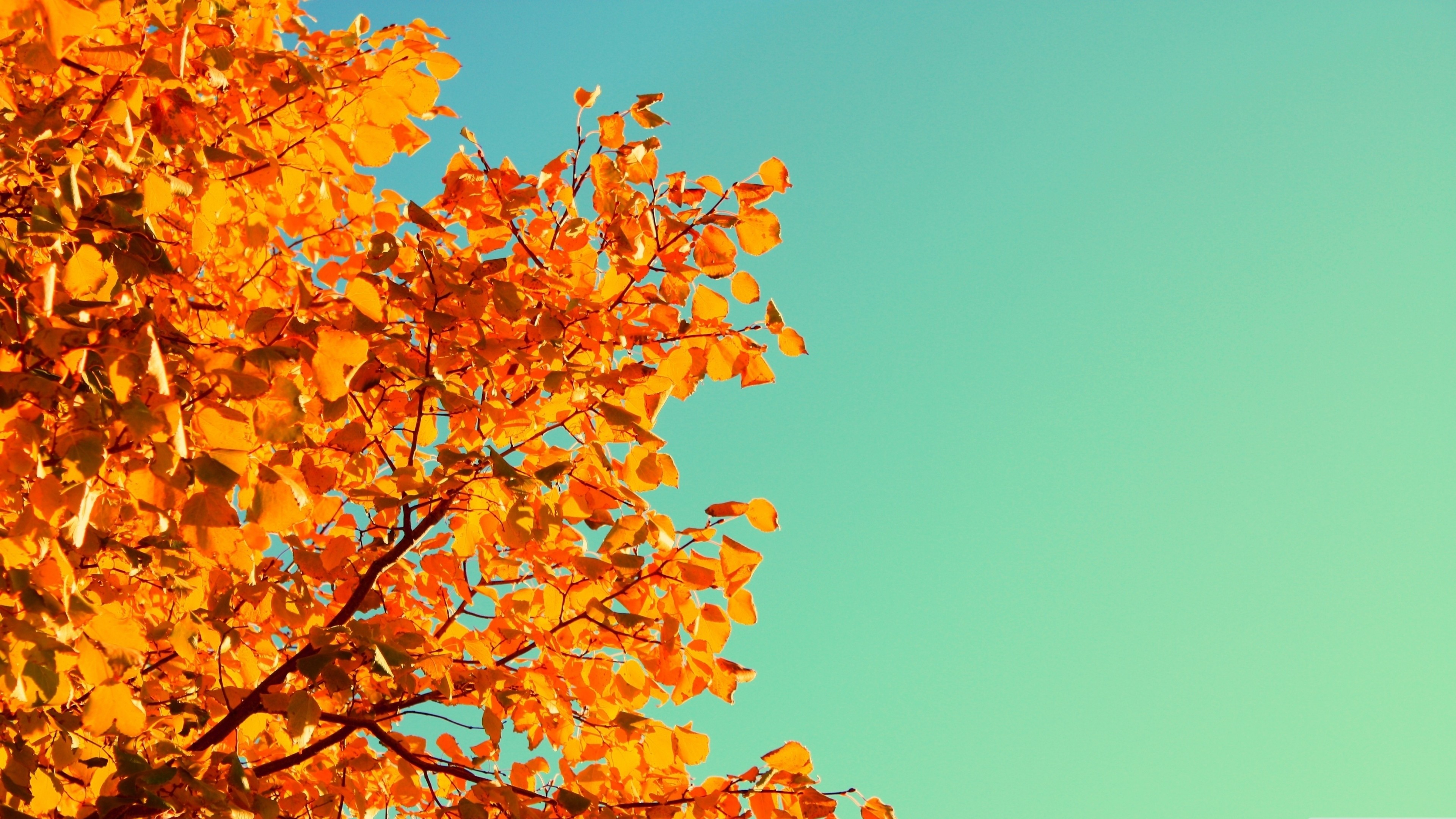 Wallpaper / Tree, 4K, 4k wallpaper, sky, autumn, yellow, leaves free download