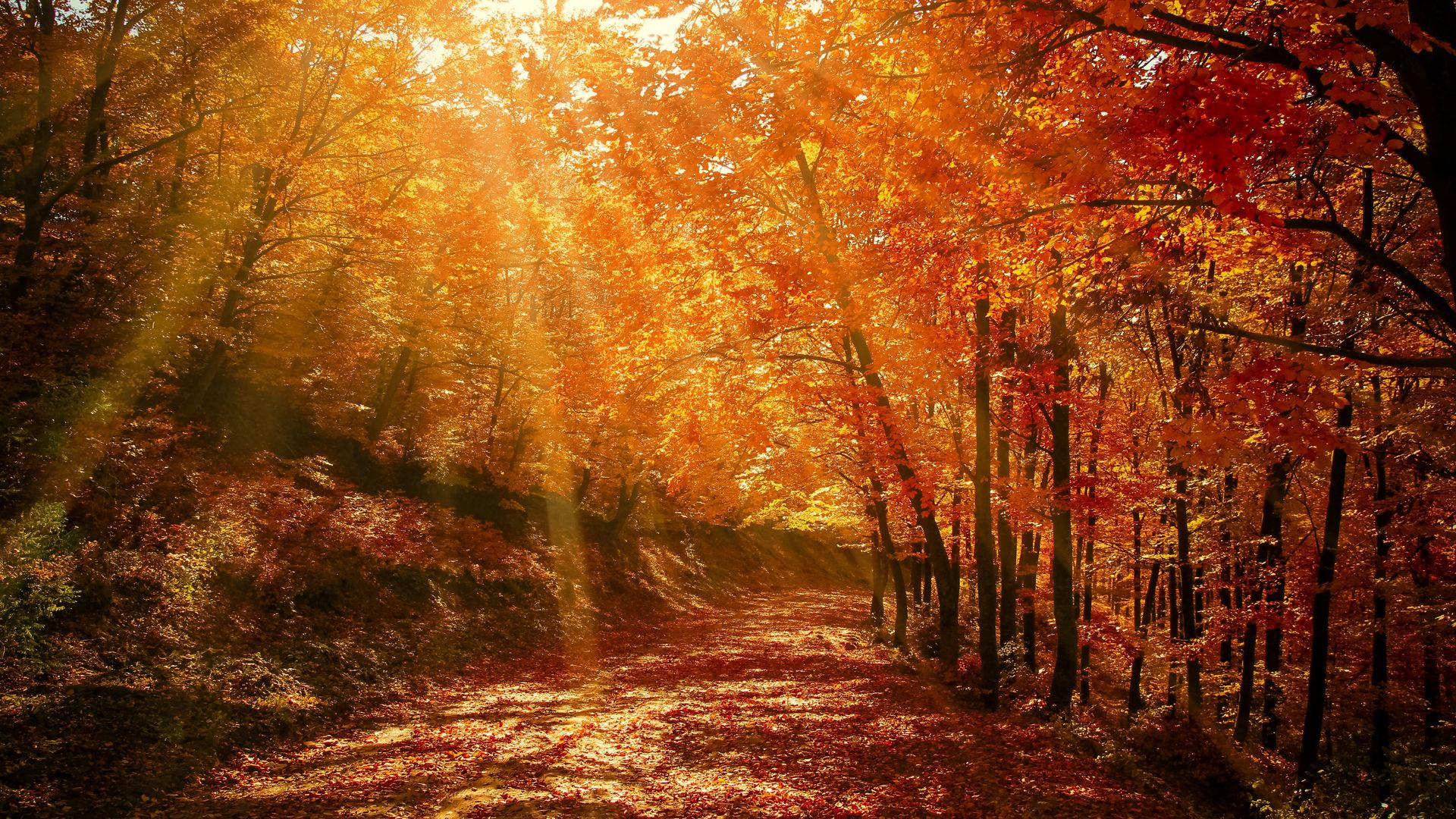 Download wallpaper 1920x1080 autumn, forest, park, foliage, sunlight full hd, hdtv, fhd, 1080p HD background