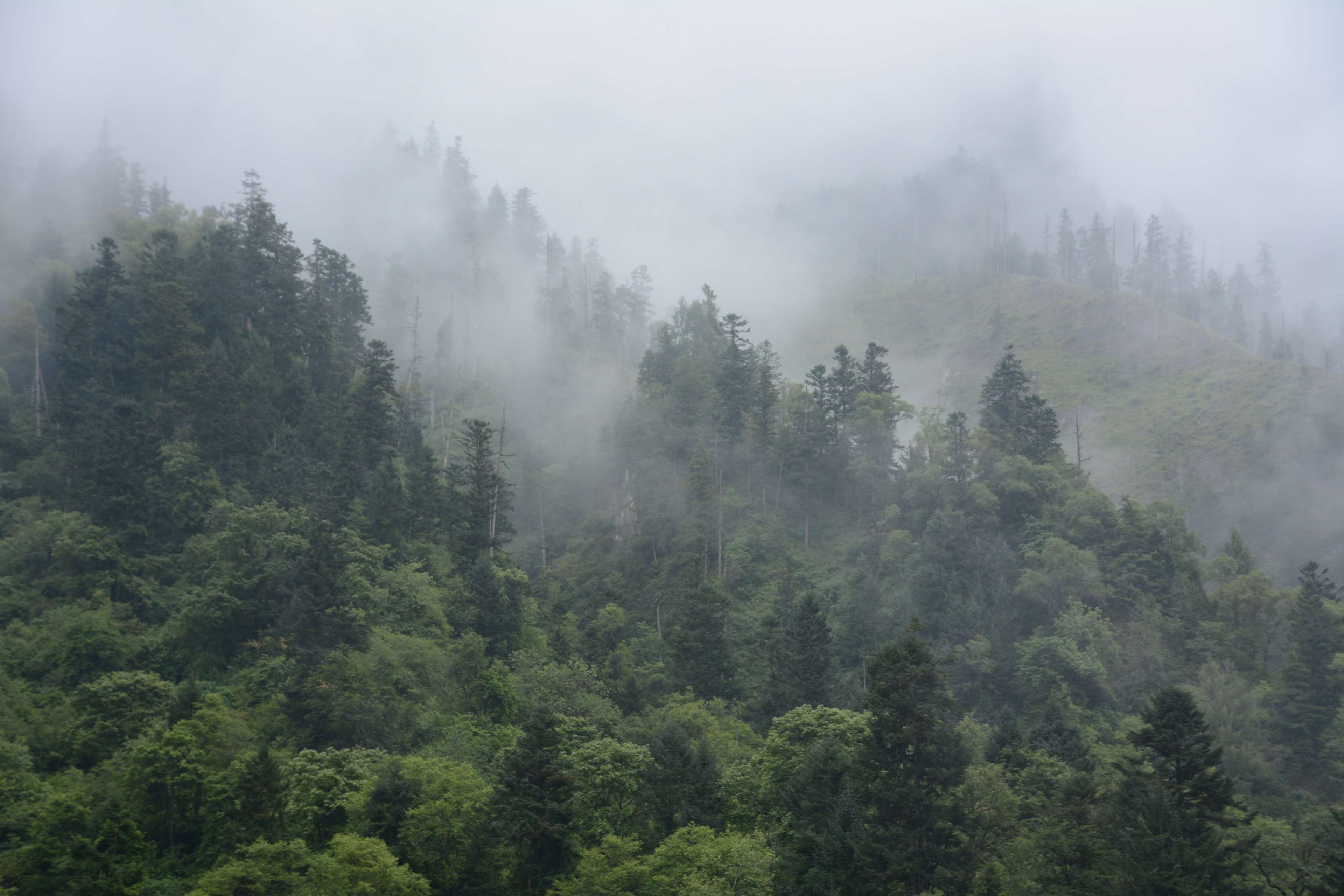 fog, foggy, forest 4k Gallery HD Wallpaper