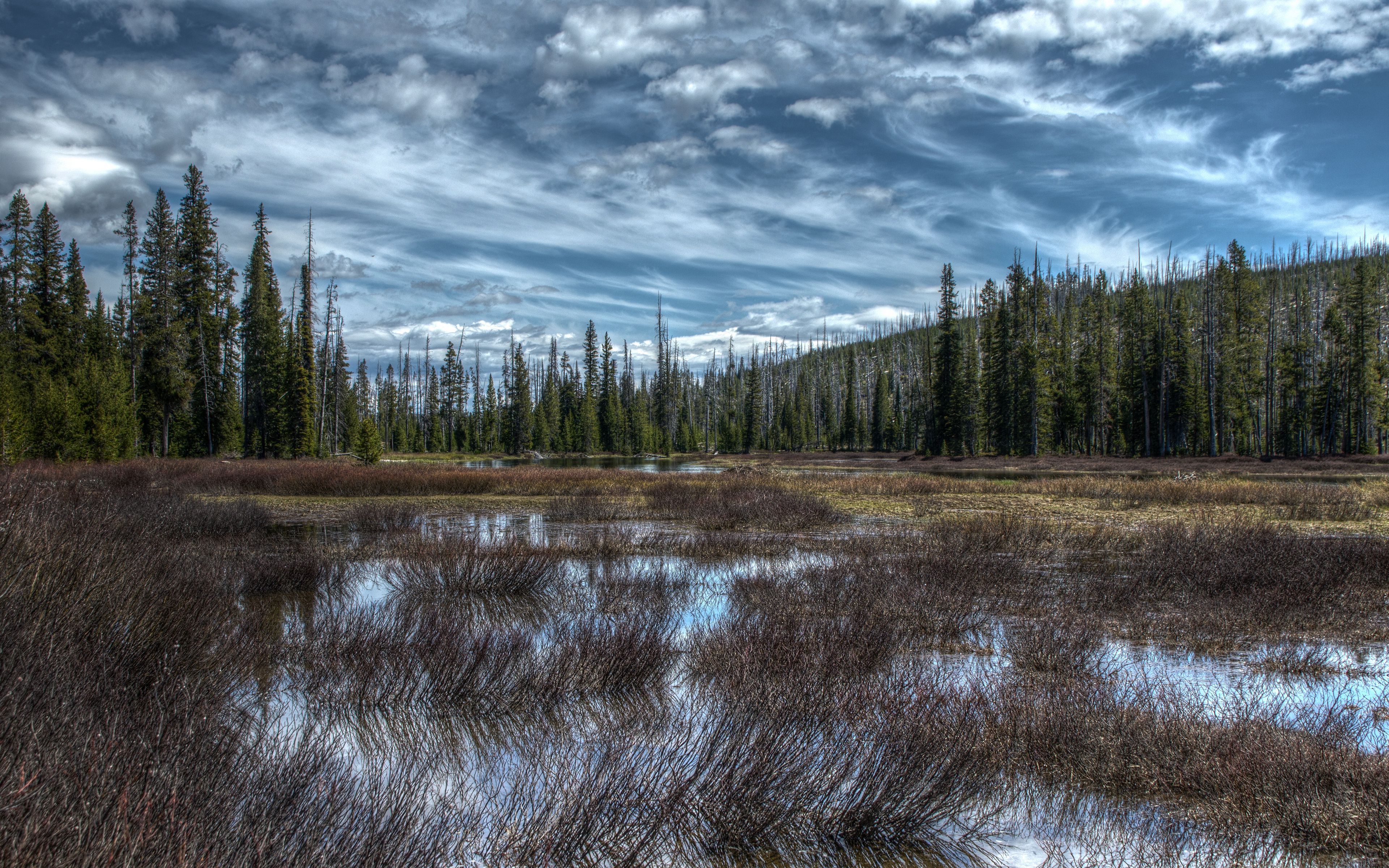 Cloudy day in the forest Wallpaper 4k Ultra HD
