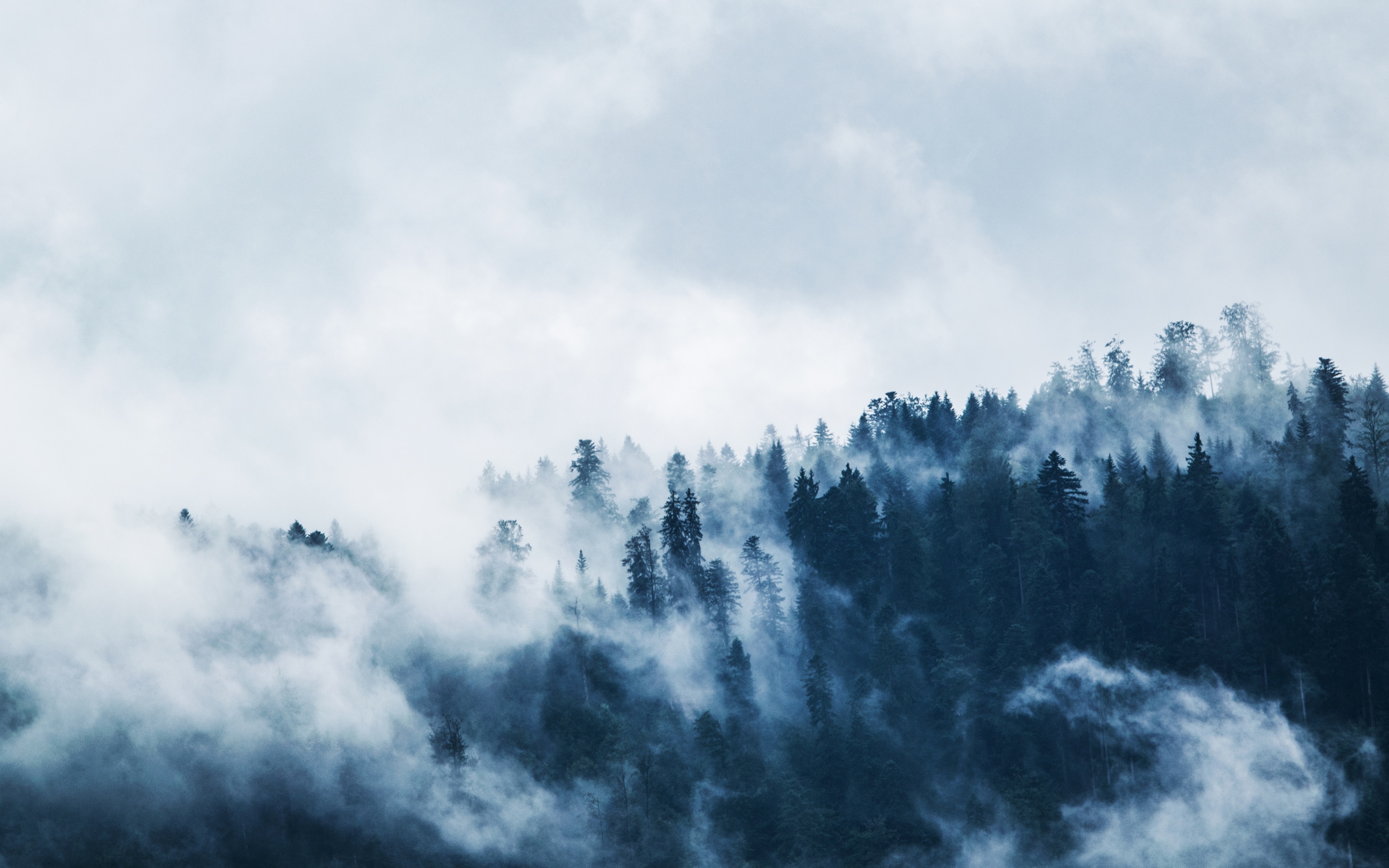 Foggy Wallpaper 4K, Pine trees, Forest