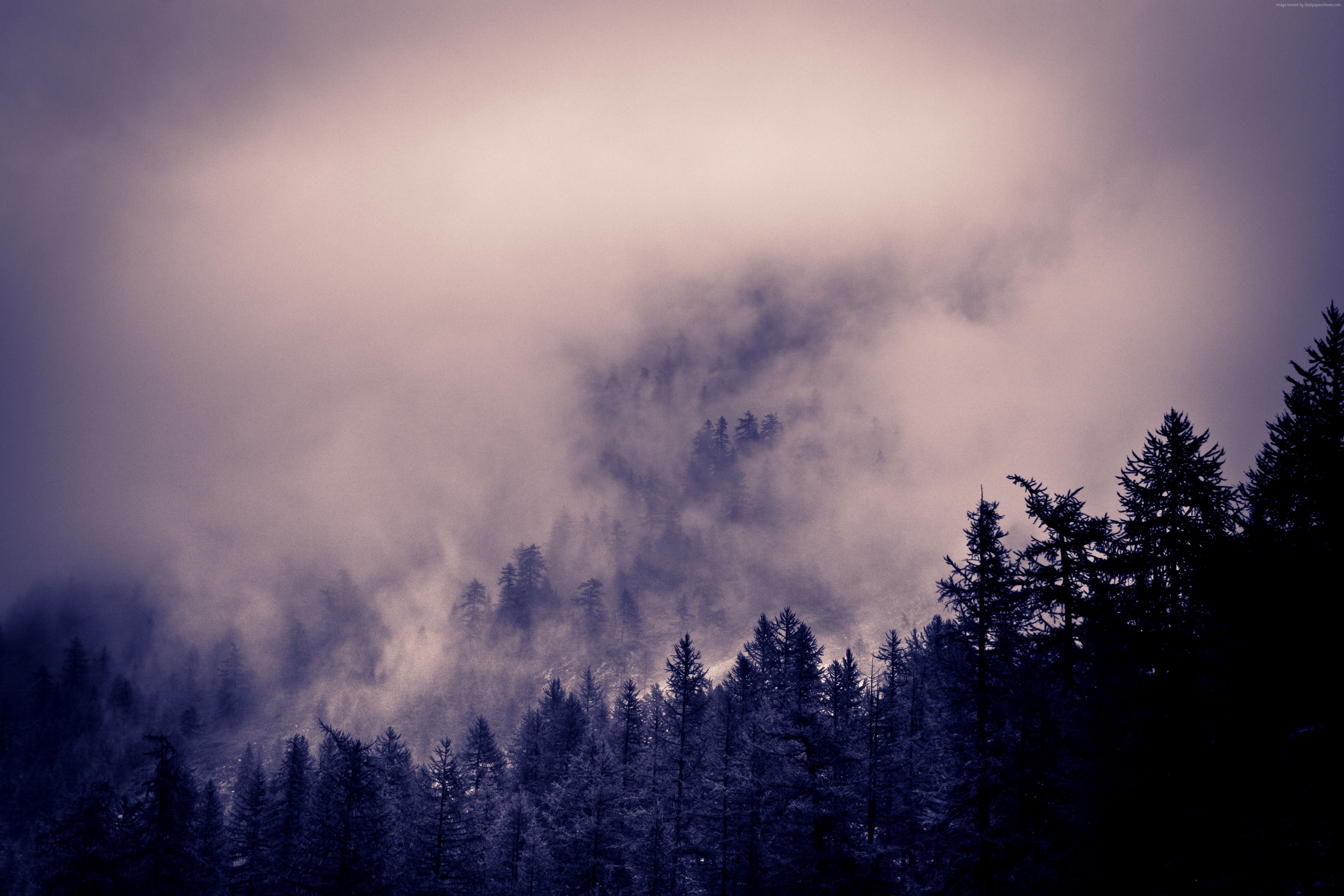 pines, 5k, 4k, Alps, Clouds, 8k, forest Gallery HD Wallpaper