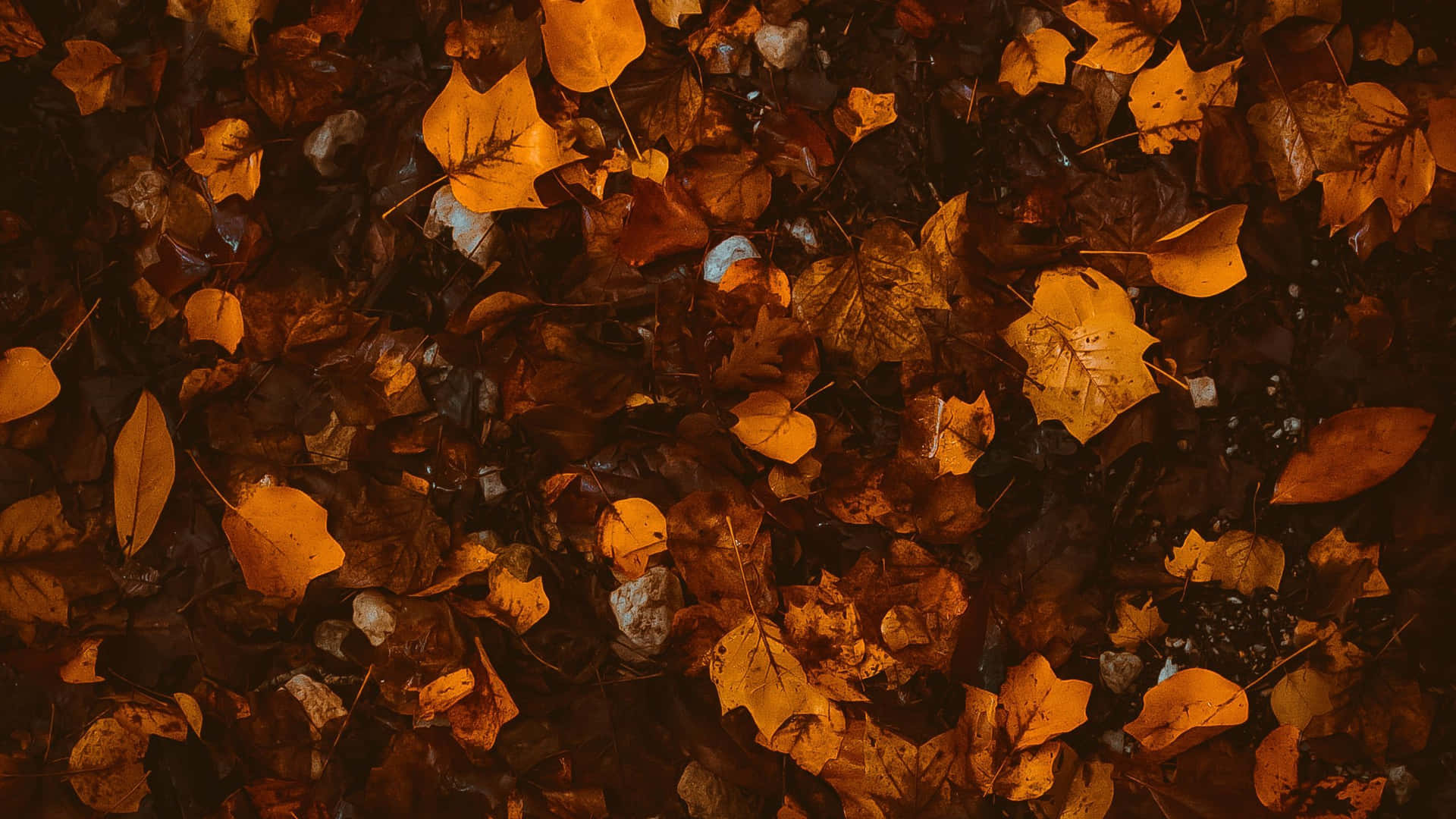 Download Brown Autumn 2560 X 1440 Wallpaper