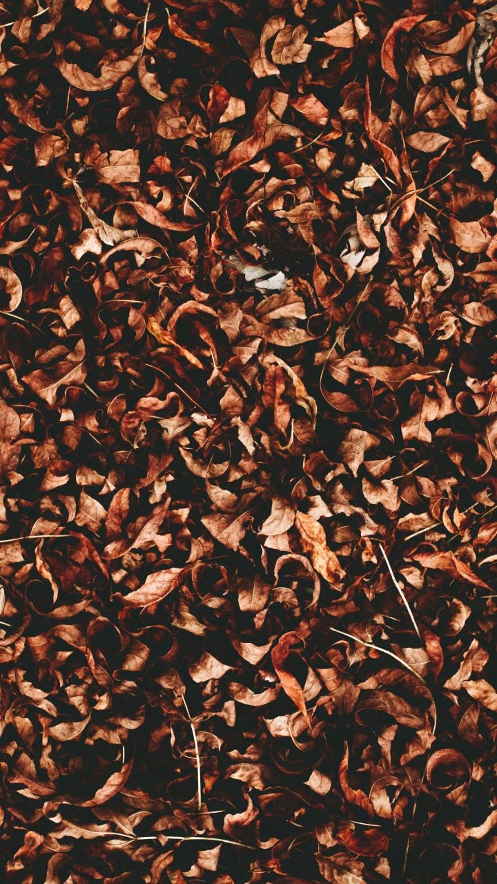 ☼ ☾. Fall wallpaper, Fall picture, Autumn aesthetic