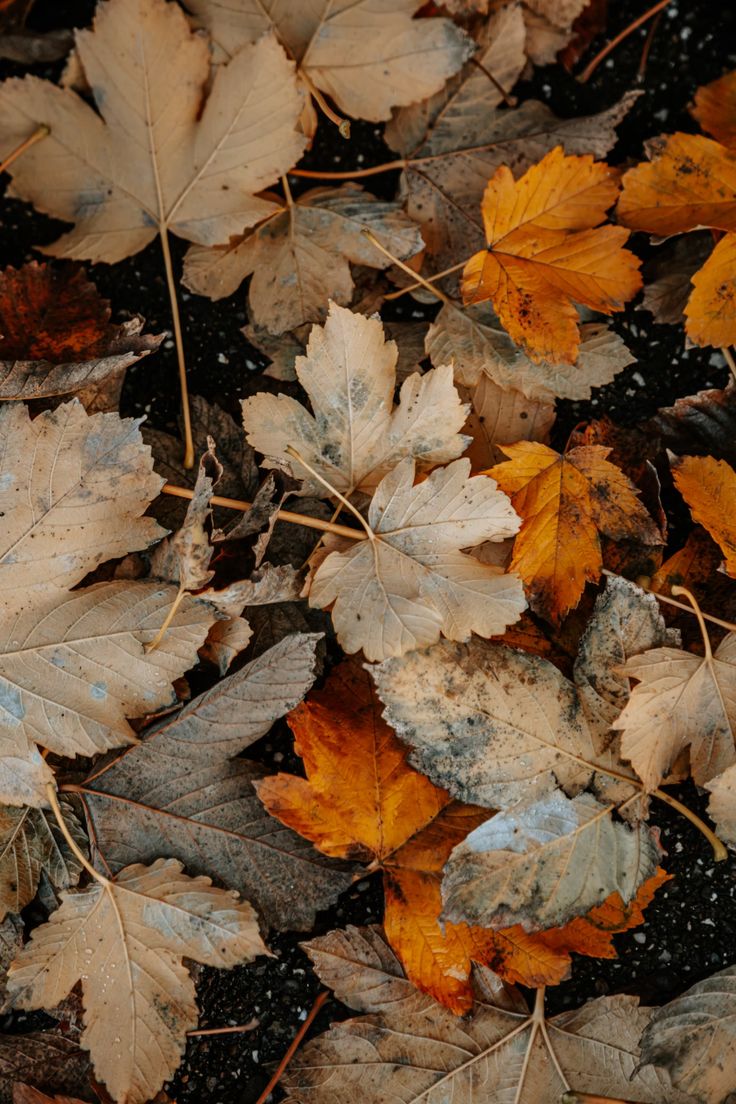 brown and gray leaves on ground photo