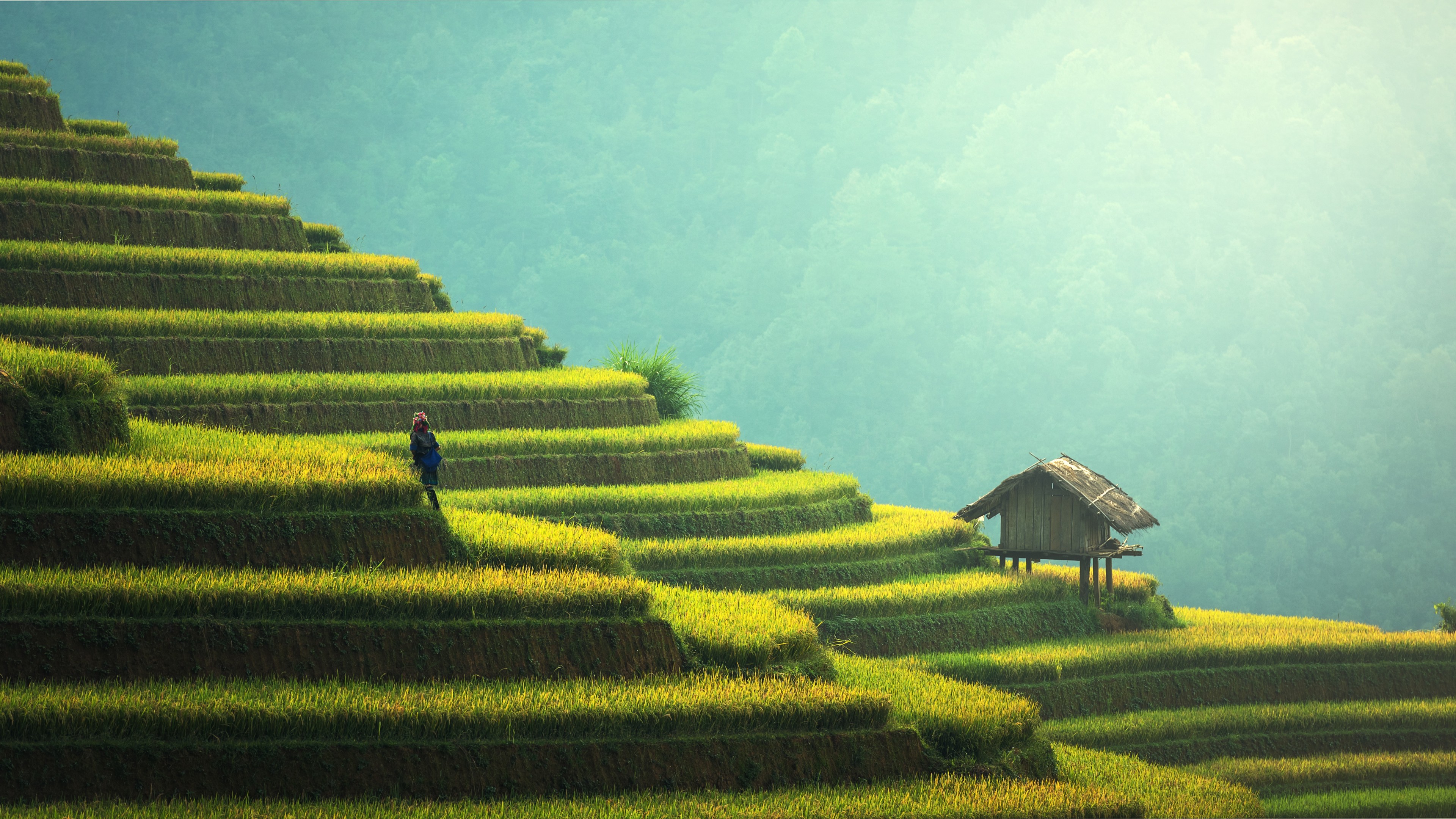 Wallpaper / Asia, field, 4K free download