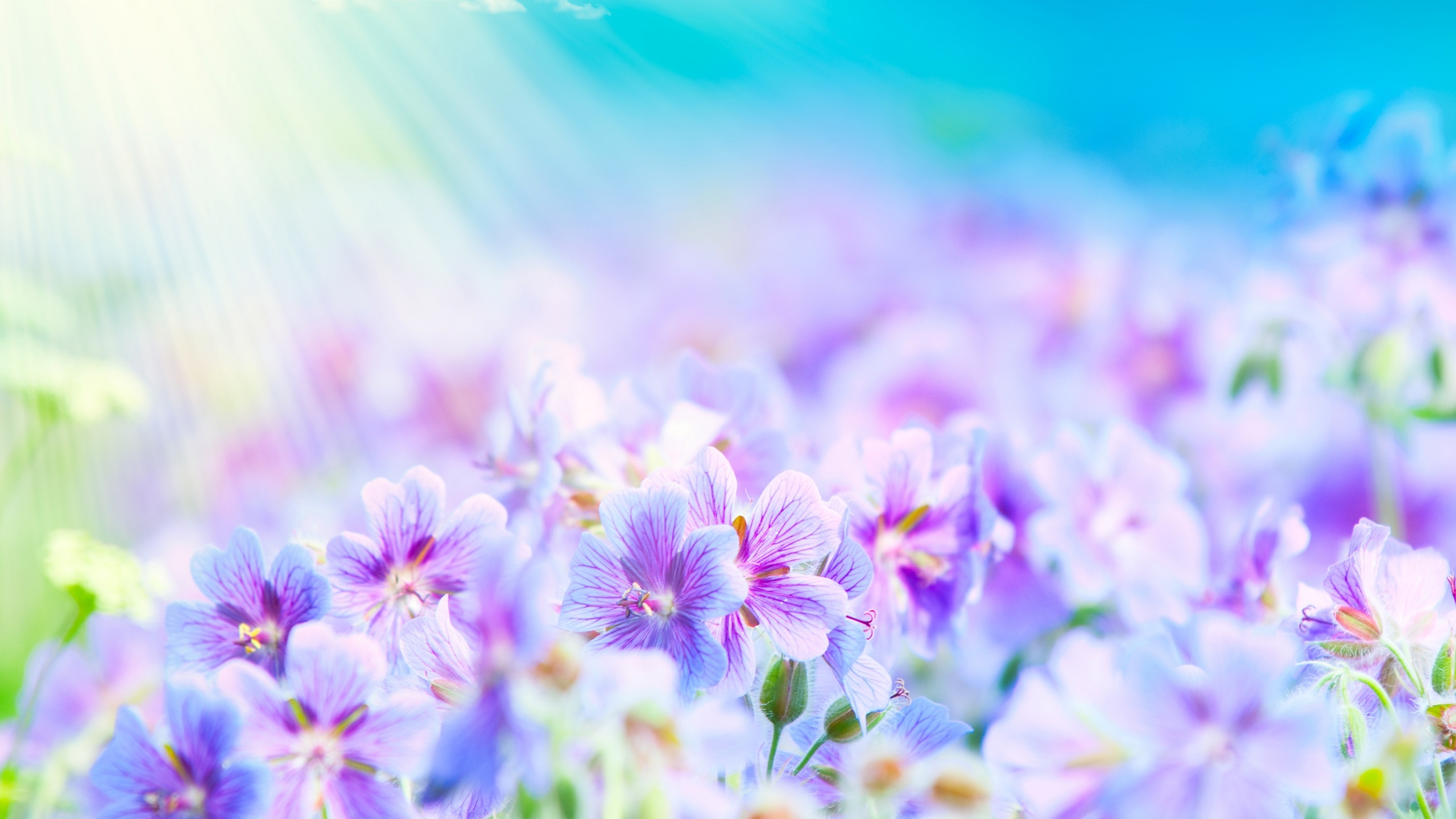 Summer Flowers desktop PC and Mac wallpaper