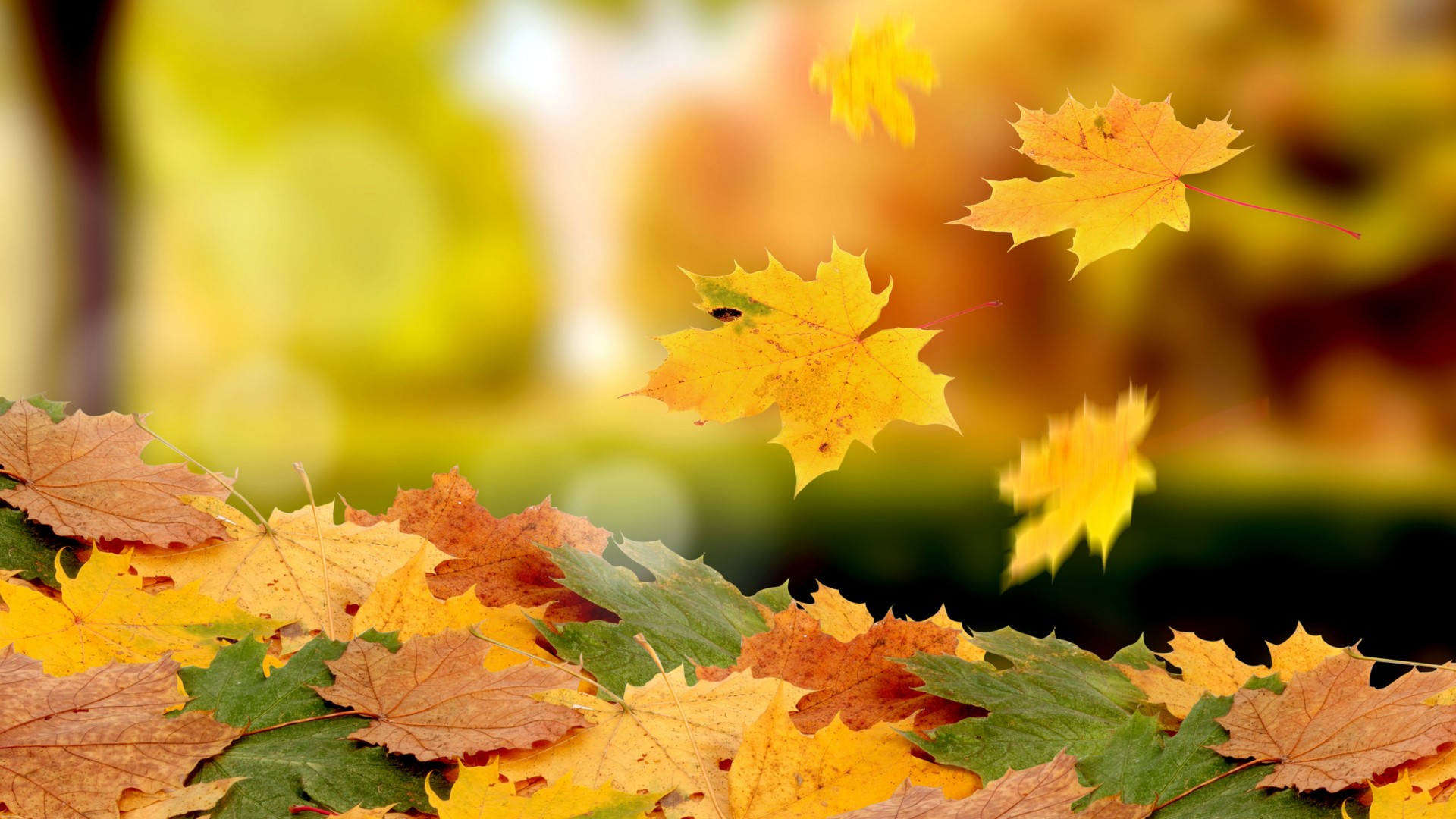 leaves, fall, Nature, autumn, seasons Gallery HD Wallpaper