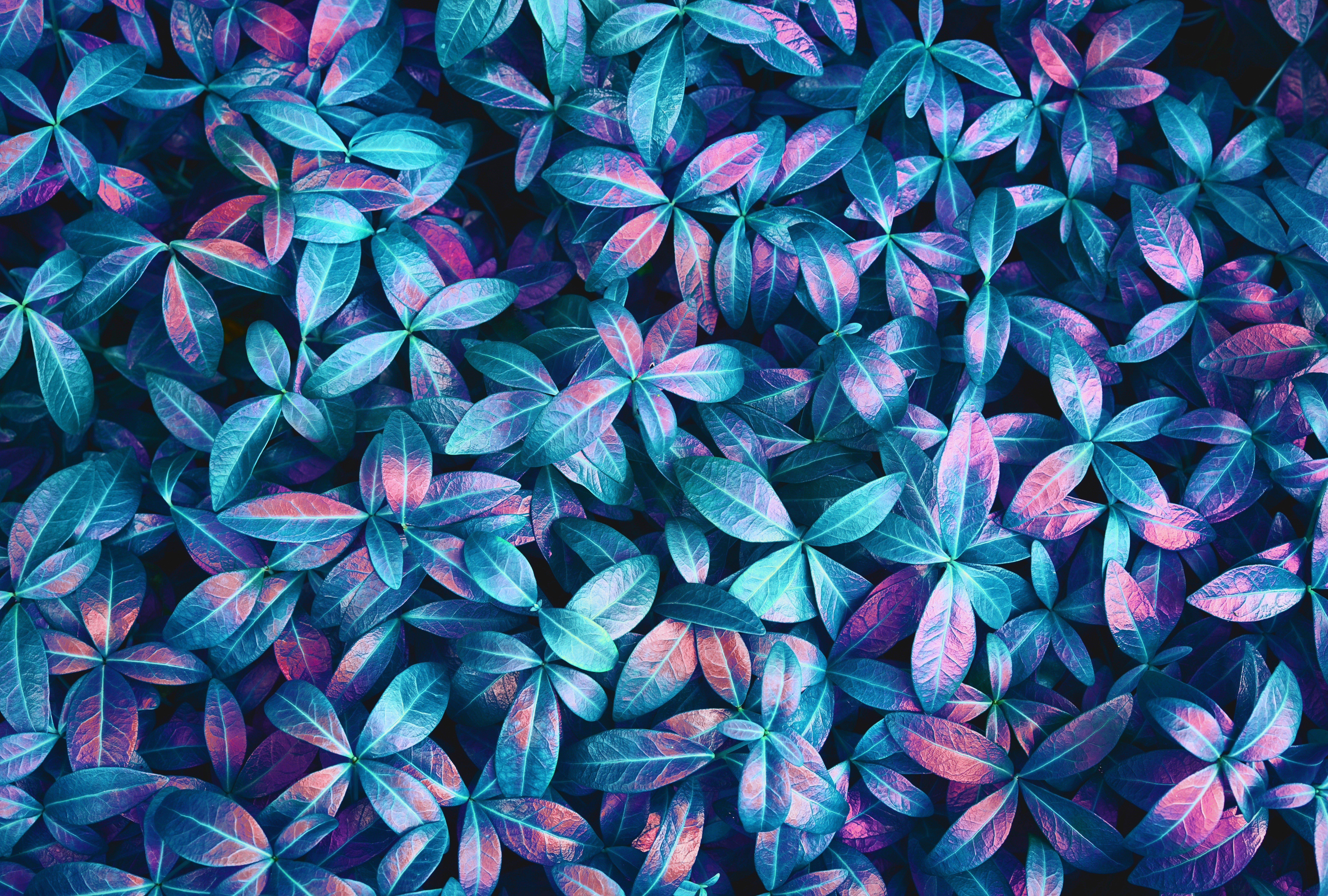4K, abstract, plants, leaves, texture, pink, neon lights, macro, details, colorful, purple, blue, pattern Gallery HD Wallpaper