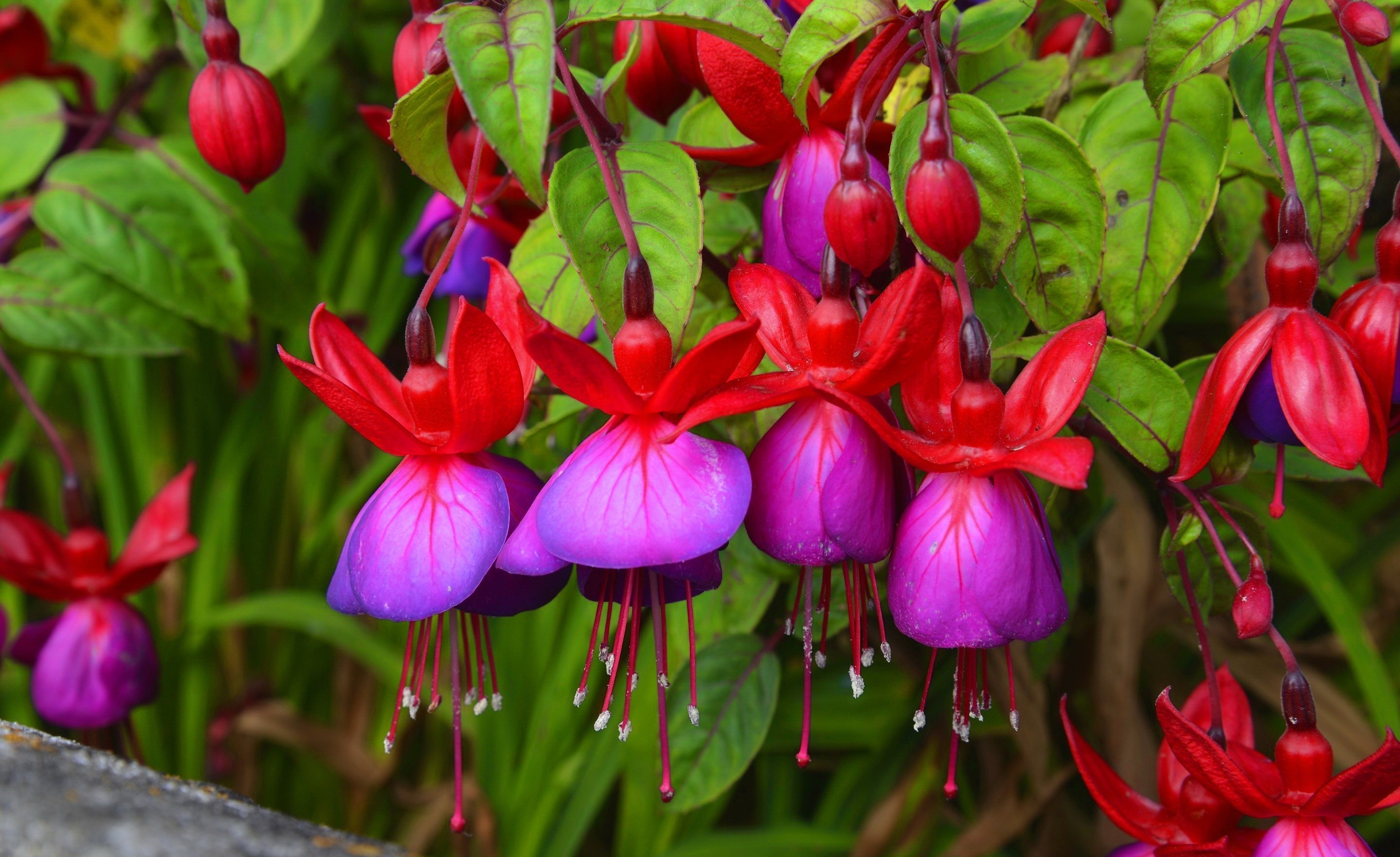 Summer Flower Garden Wallpaper