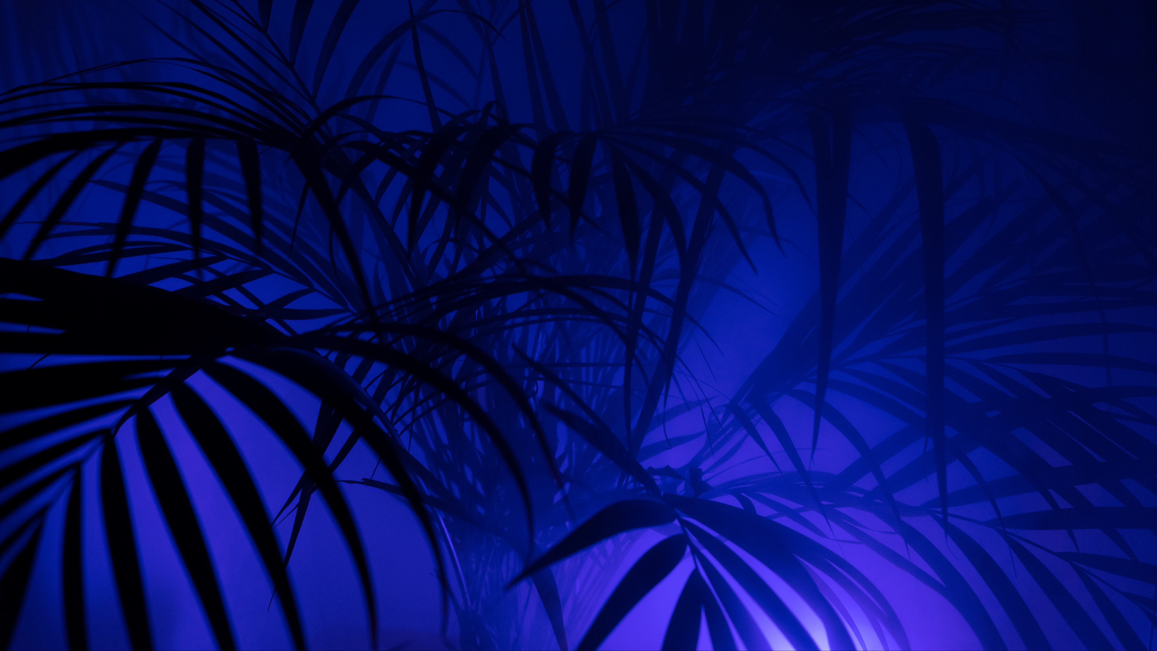 Wallpaper 4k palm tree, silhouettes, leaves, branches 4k Wallpaper