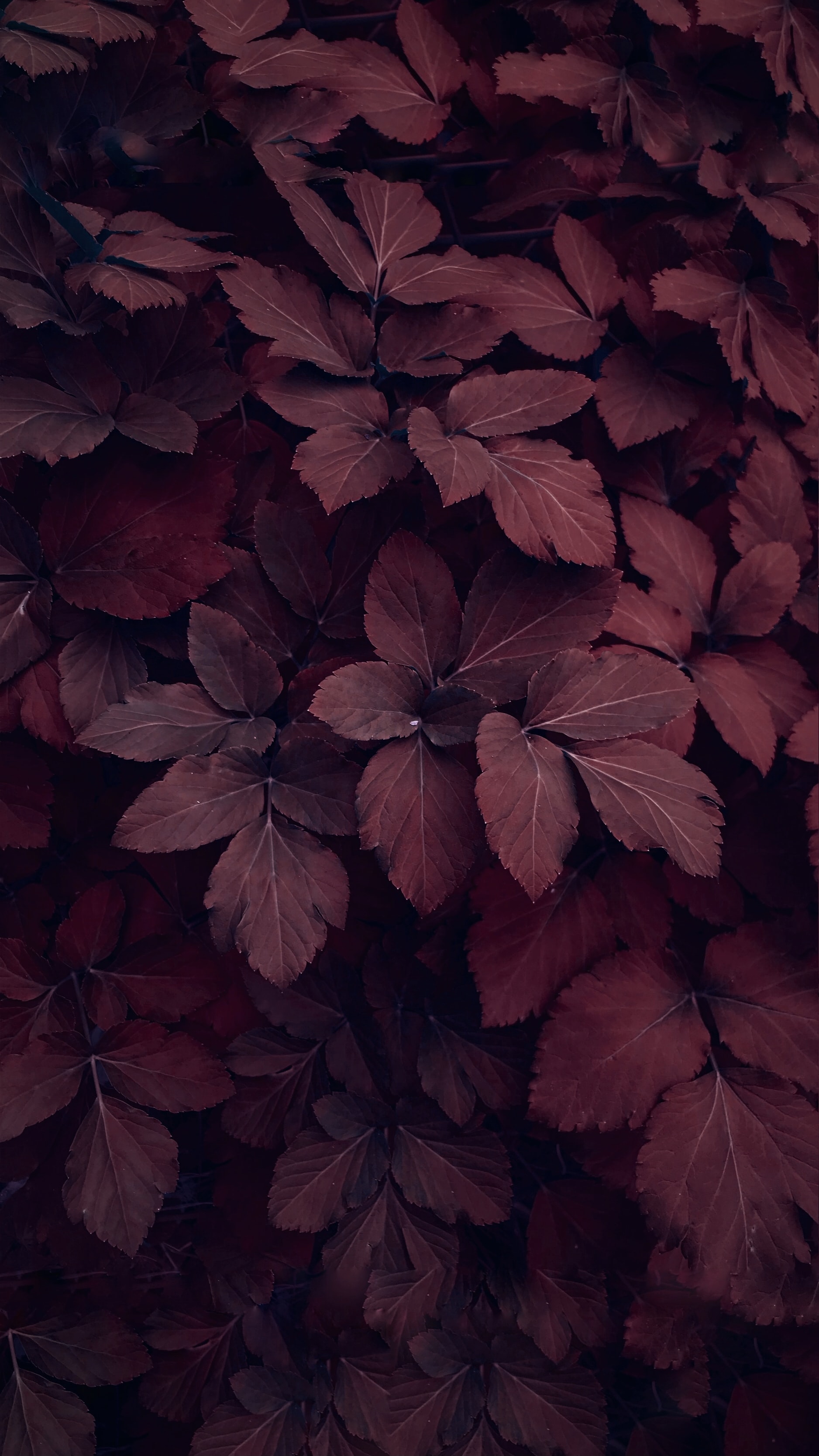 Download Leaves wallpaper for mobile phone, free Leaves HD picture
