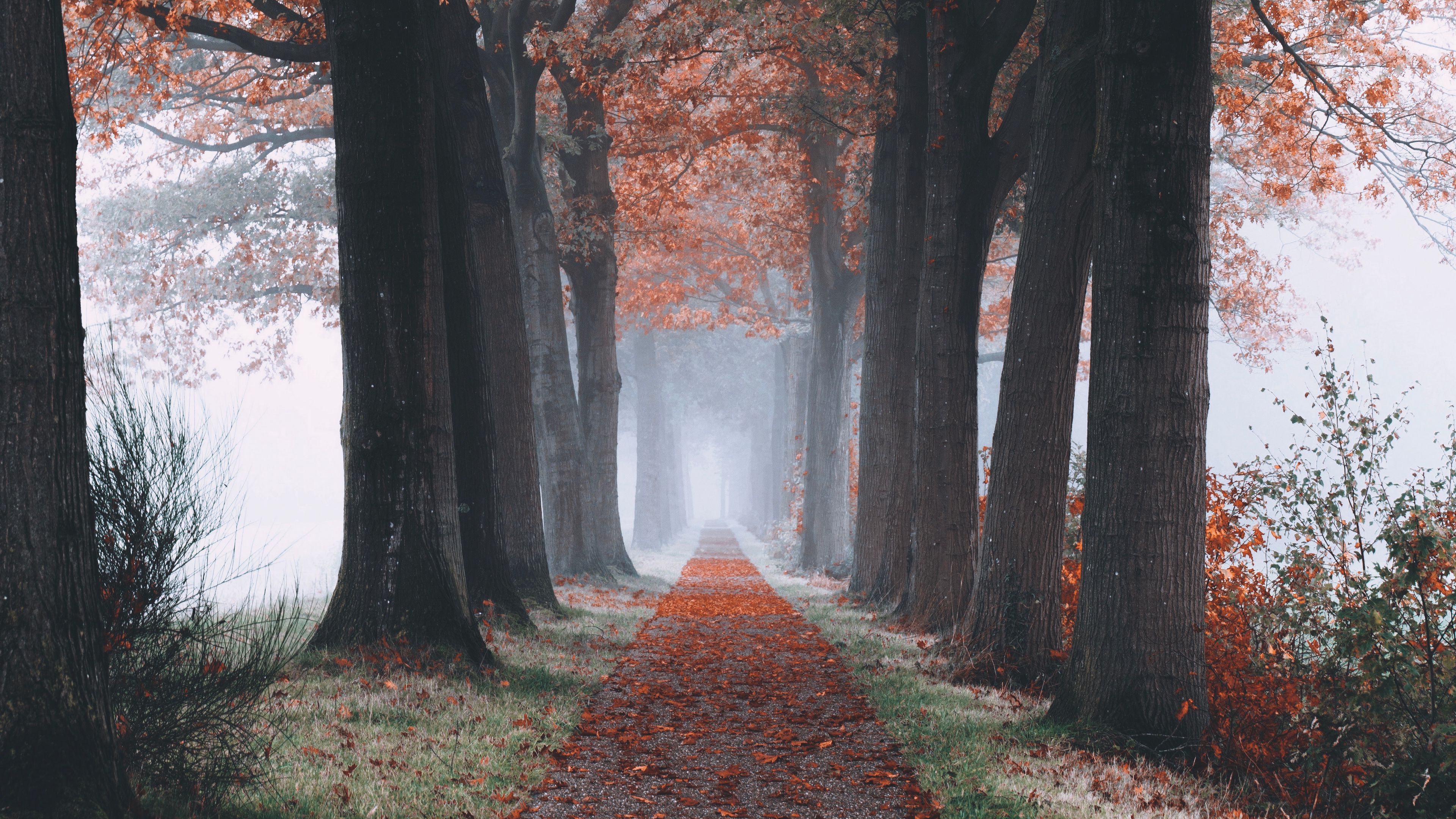 Download wallpaper 3840x2160 autumn, path, forest, trees, foliage 4k uhd 16:9 HD background