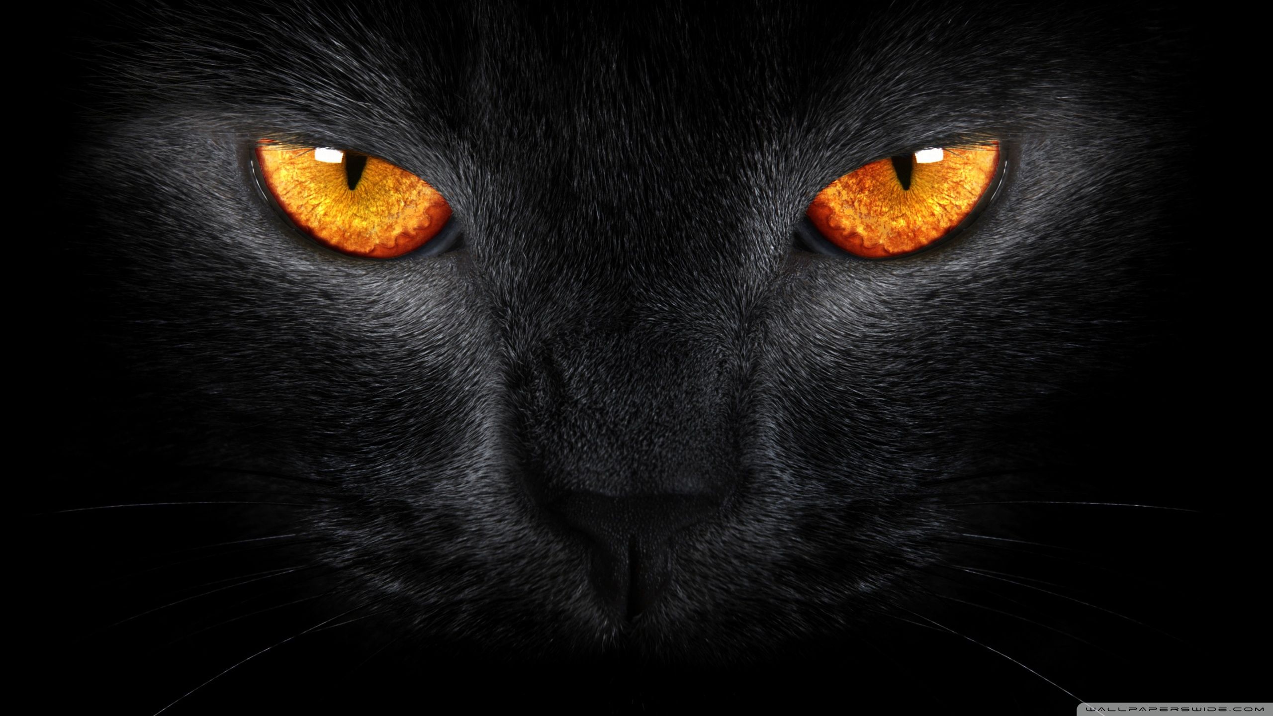 Black Cat PC Wallpaper