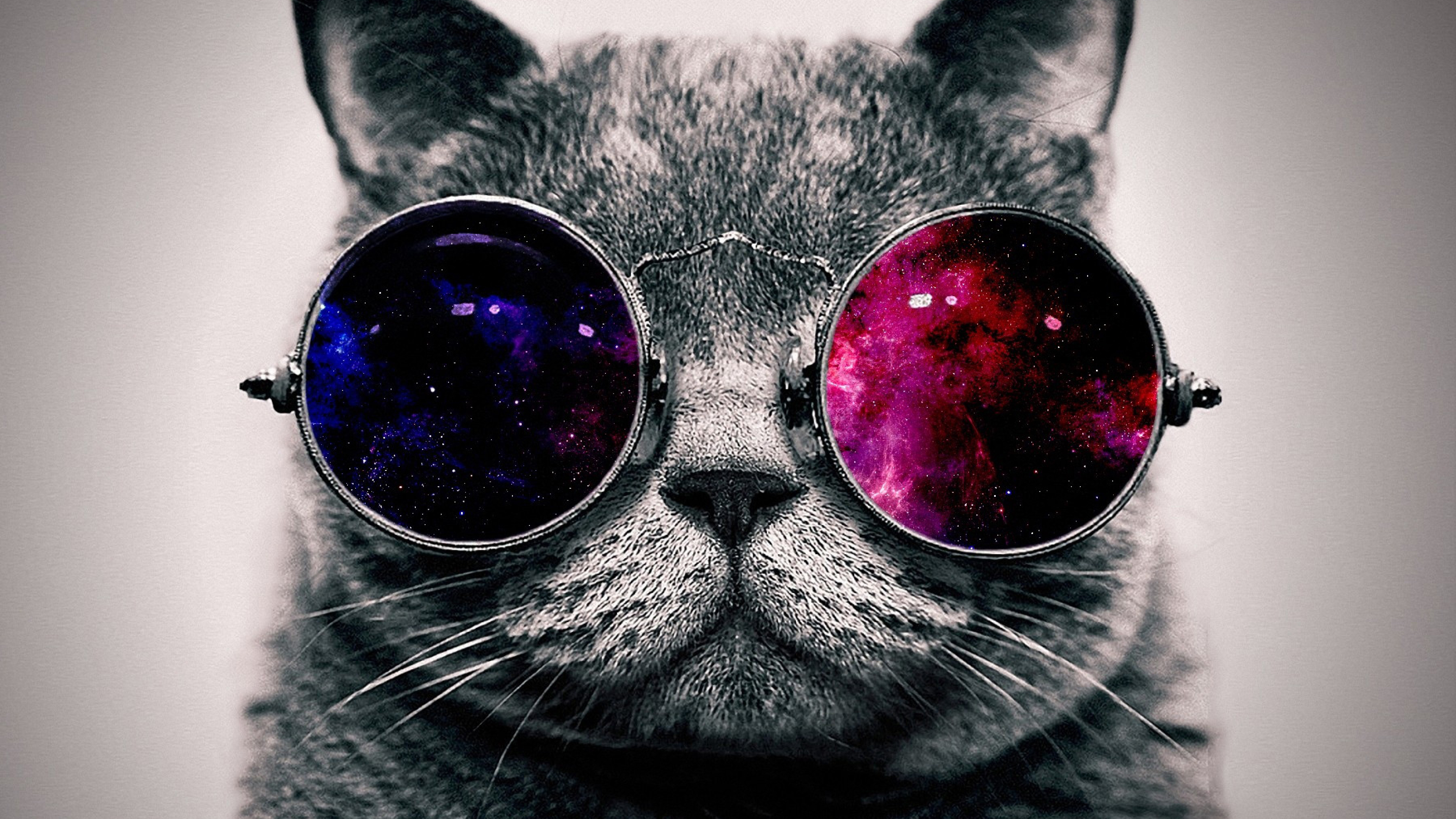 4K Cute Cat Wallpaper