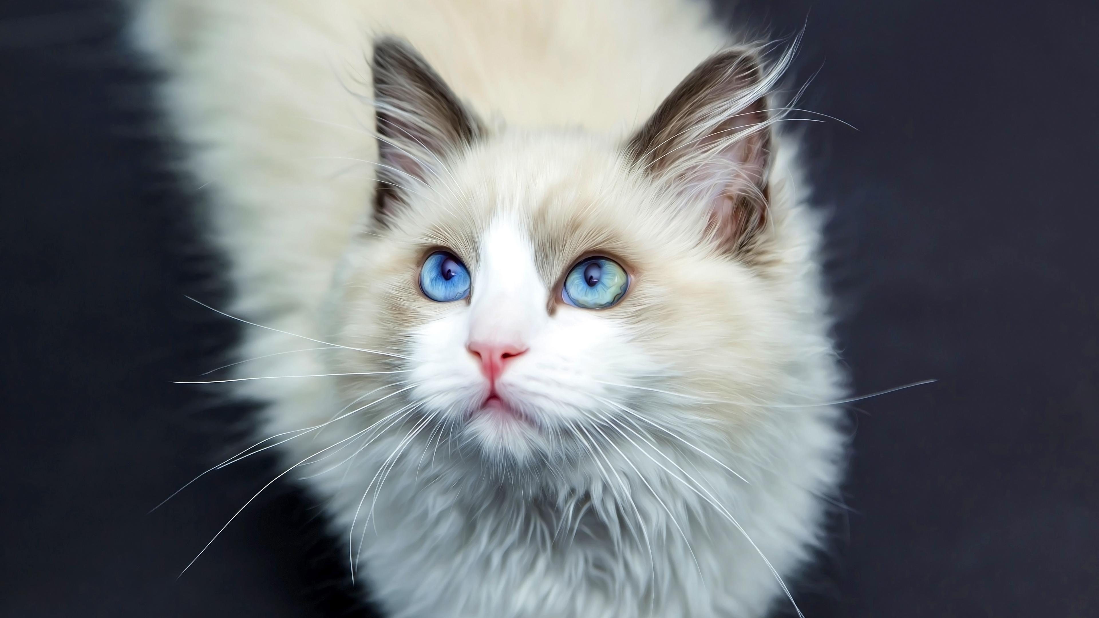 Cat 4K wallpaper for your desktop or mobile screen free and easy to download