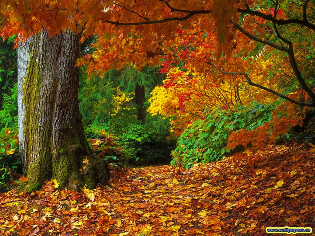 Free download desktop wallpaper 9 Fall Desktop Wallpaper [1024x768] for your Desktop, Mobile & Tablet. Explore Autumn Wallpaper Desktop. Autumn Background, Autumn Wallpaper, Autumn Wallpaper Free