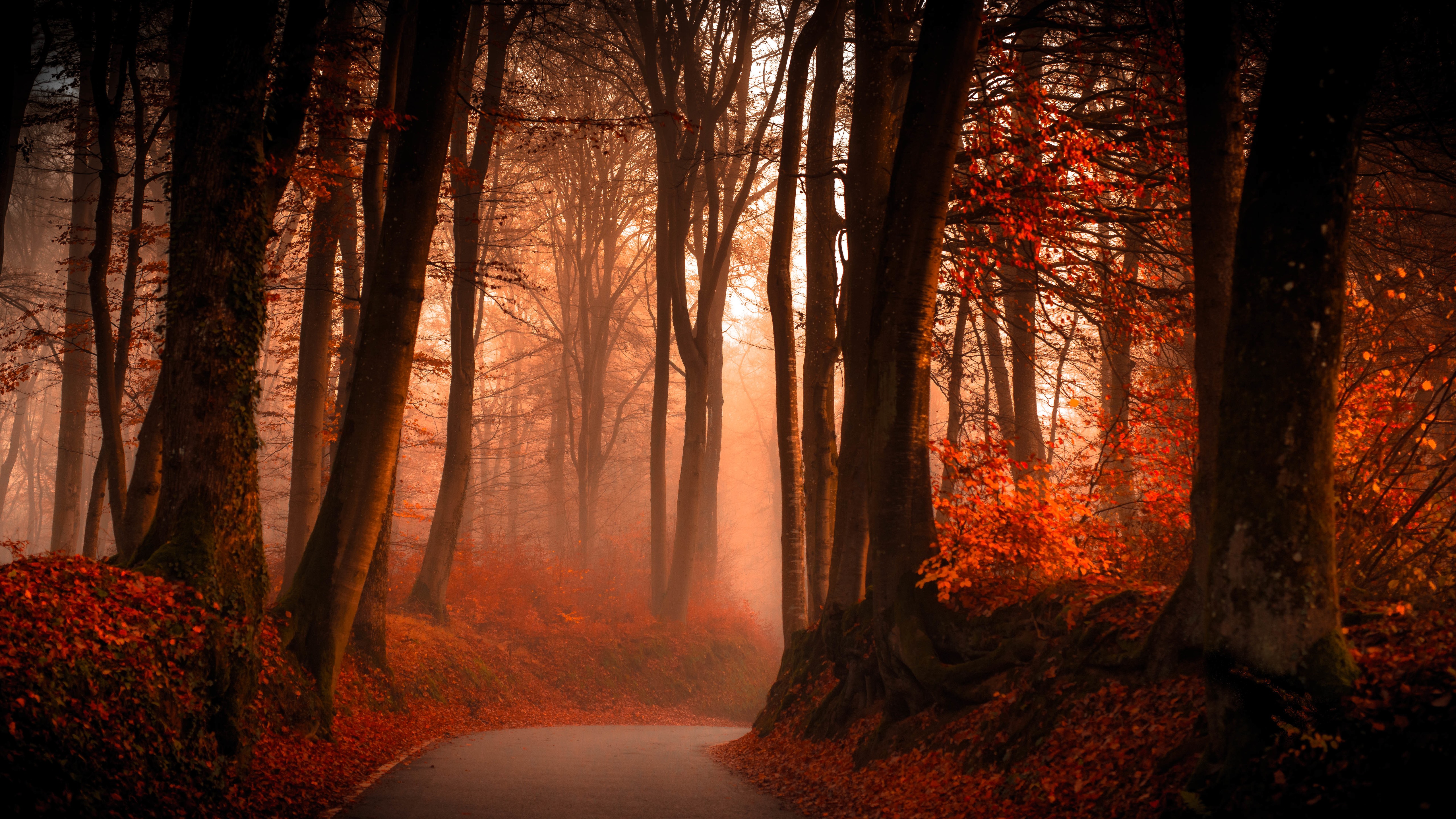 Wallpaper Autumn, red leaves, trees, road, fog 5120x2880 UHD 5K Picture, Image