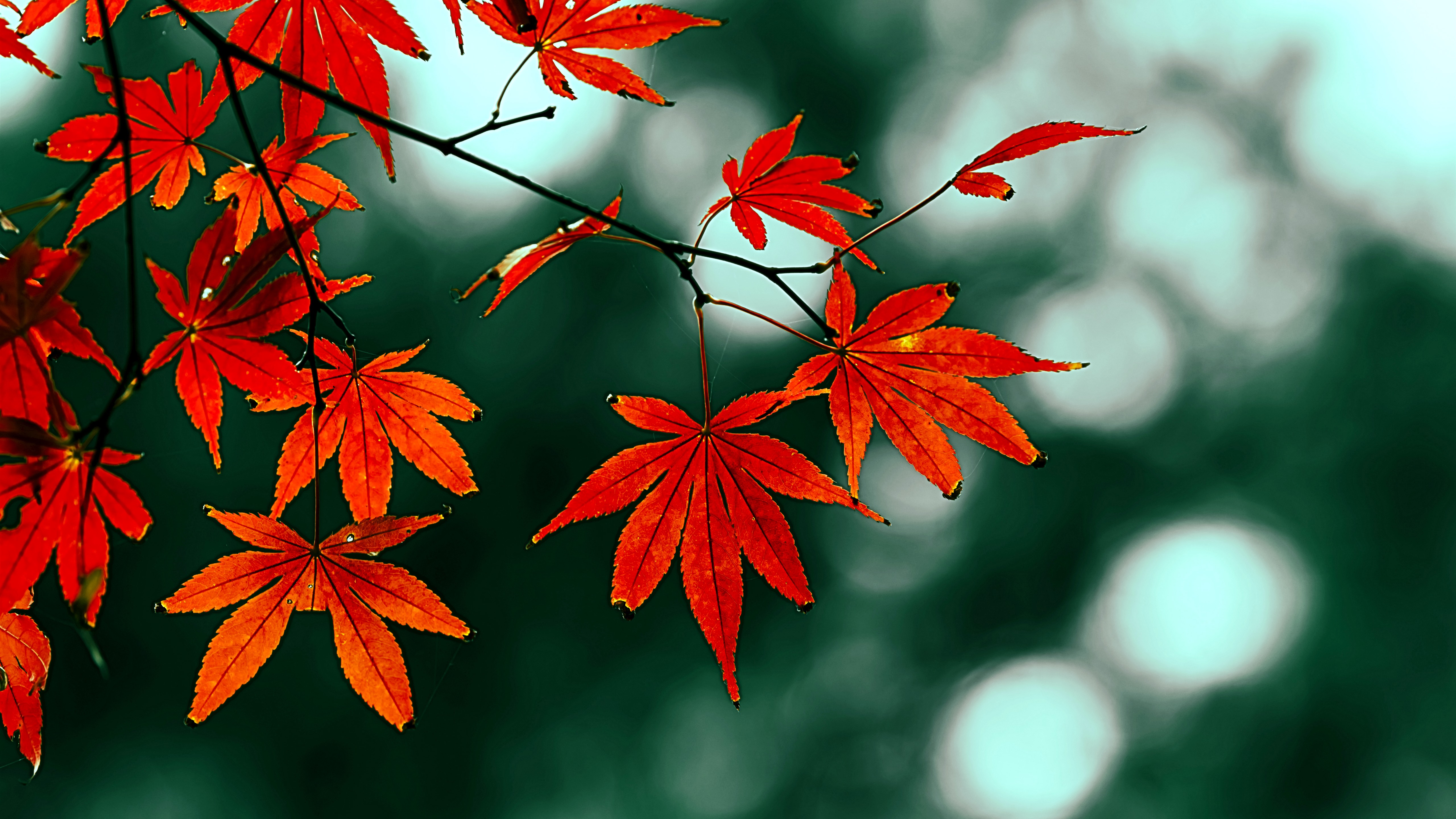 Wallpaper Red maple leaves, hazy, autumn 5120x2880 UHD 5K Picture, Image