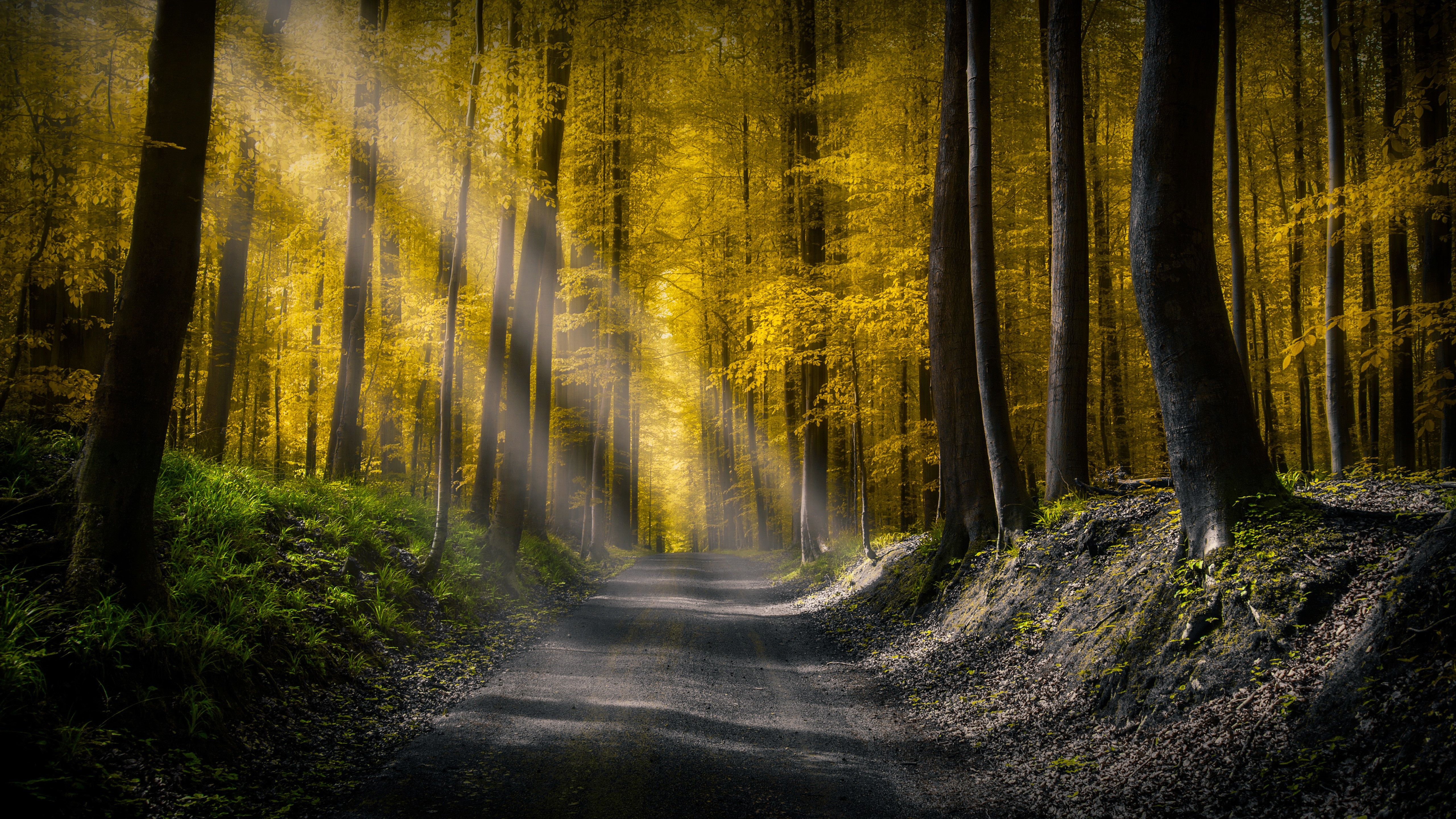 Wallpaper Forest, road, sun rays, morning, autumn 5120x2880 UHD 5K Picture, Image
