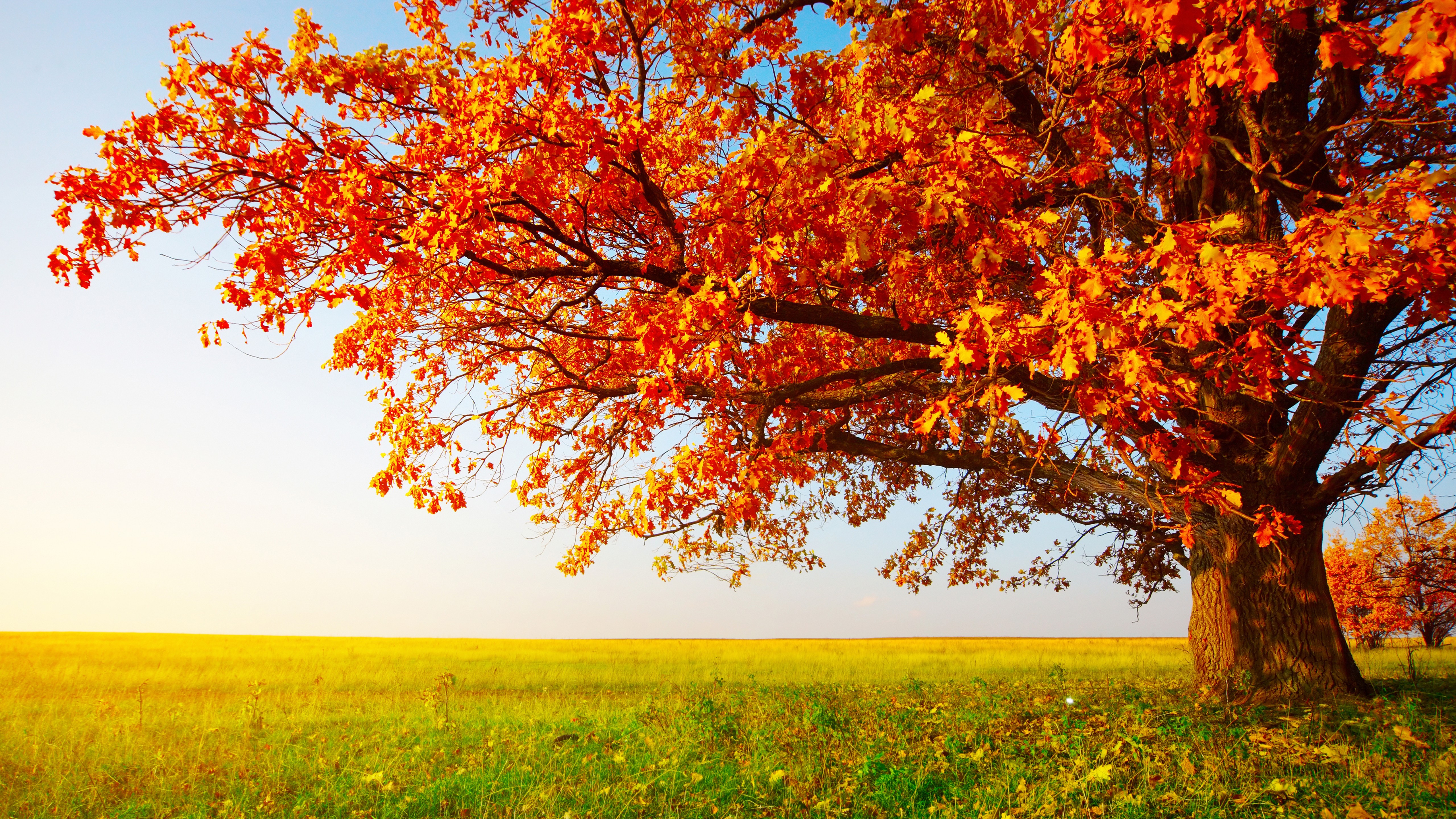 Wallpaper autumn, tree, leaves, field, grass, 8k, Nature