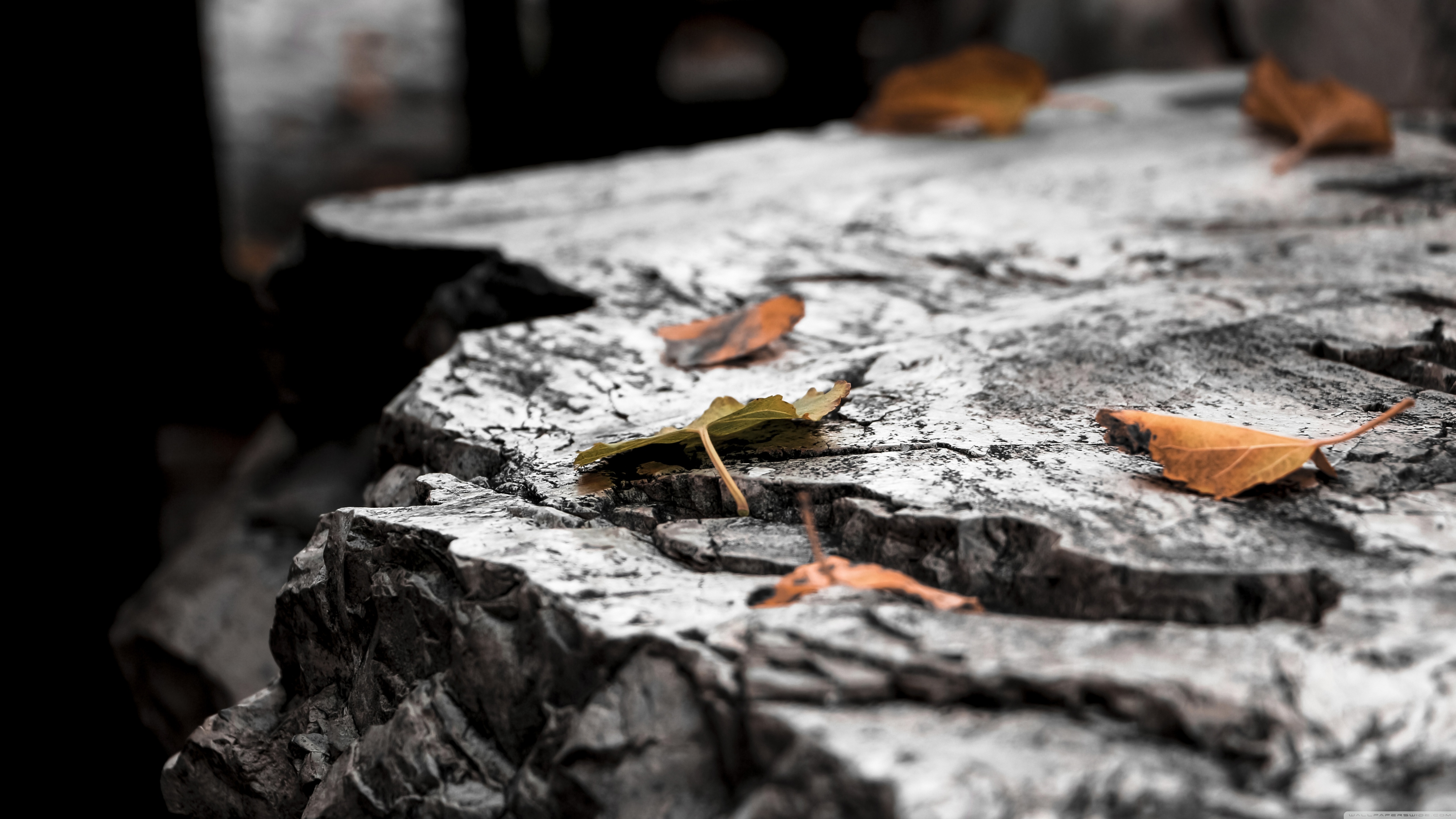 Autumn Leaves Ultra HD Desktop Background Wallpaper for 4K UHD TV, Widescreen & UltraWide Desktop & Laptop, Tablet