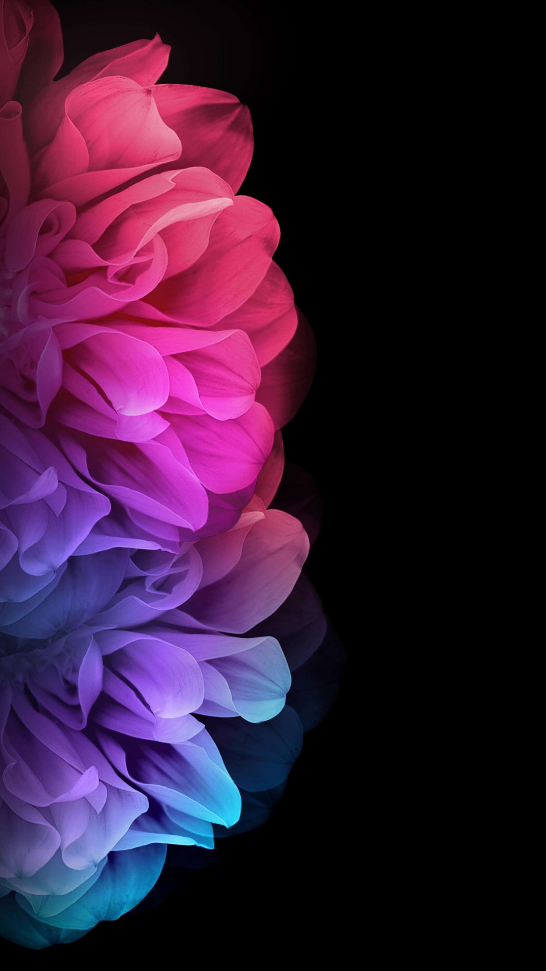Pink Blue Rose 4K Phone Wallpaper