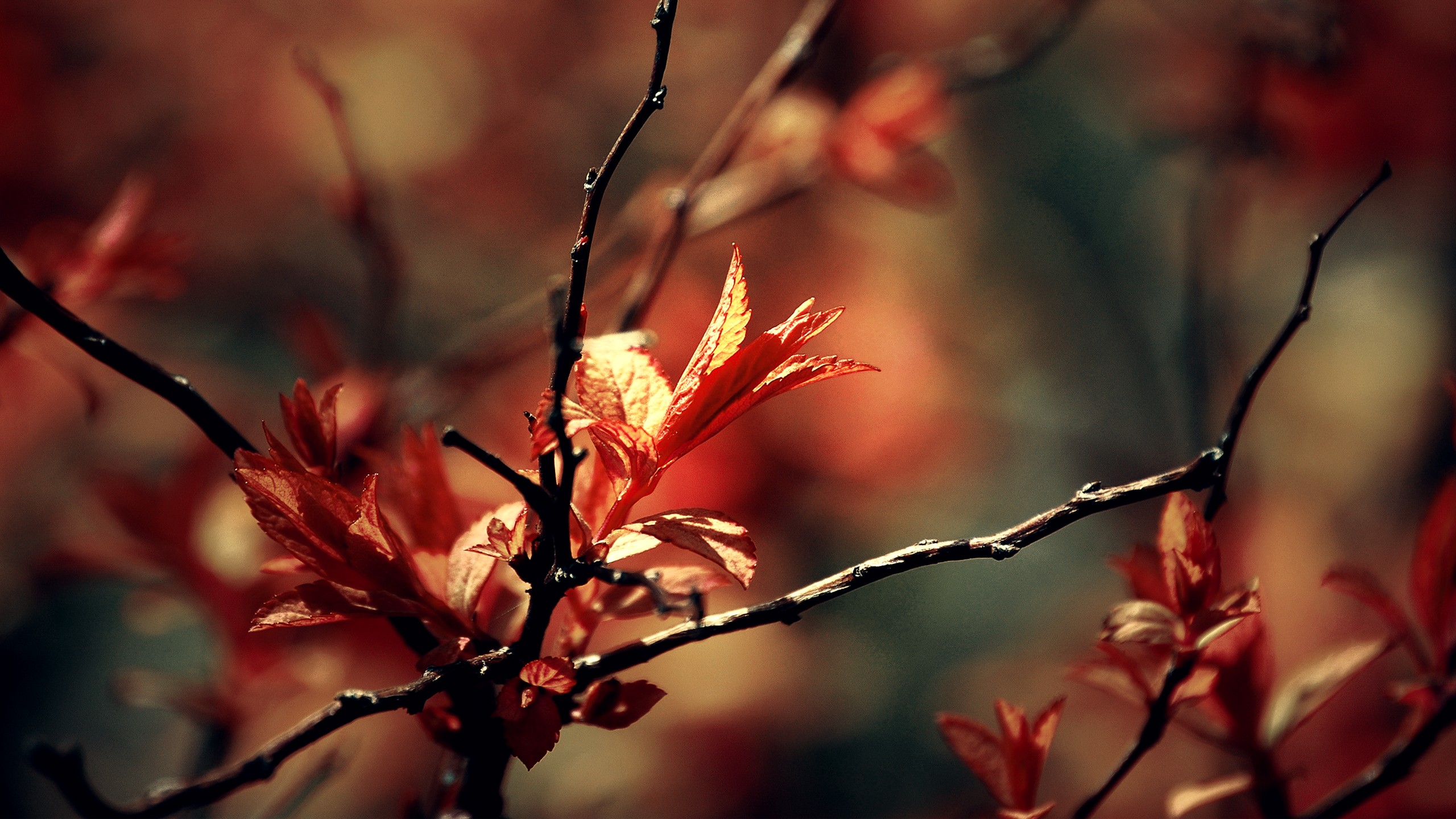 Wallpaper, sunlight, fall, leaves, depth of field, nature, red, plants, branch, blossom, spring, twigs, tree, autumn, leaf, flower, season, flora, petal, twig, botany, woody plant, close up, macro photography 2560x1440